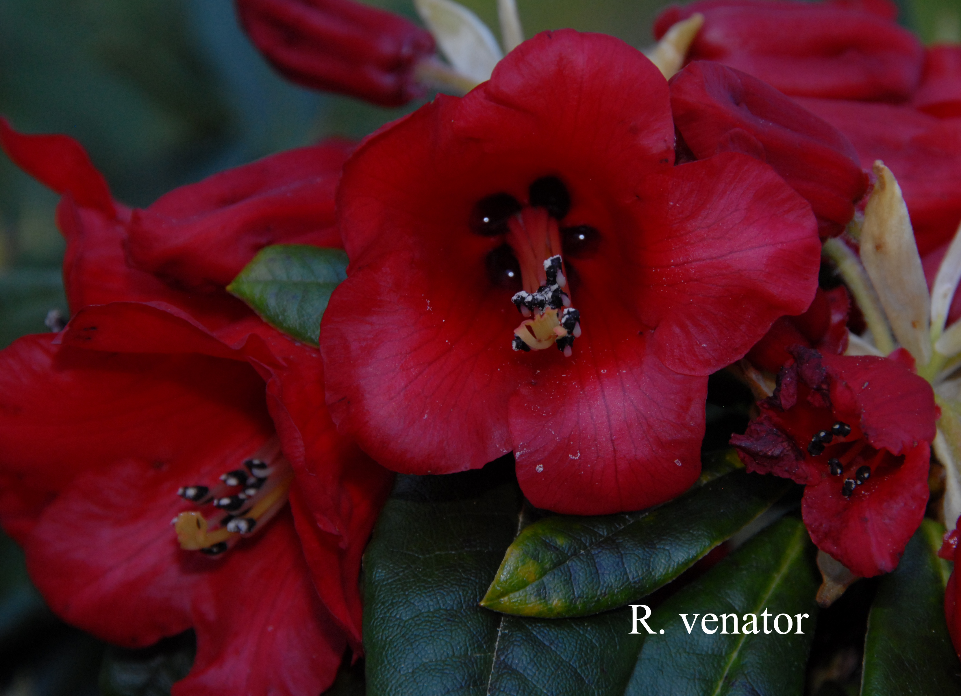Rhododendron venator photo