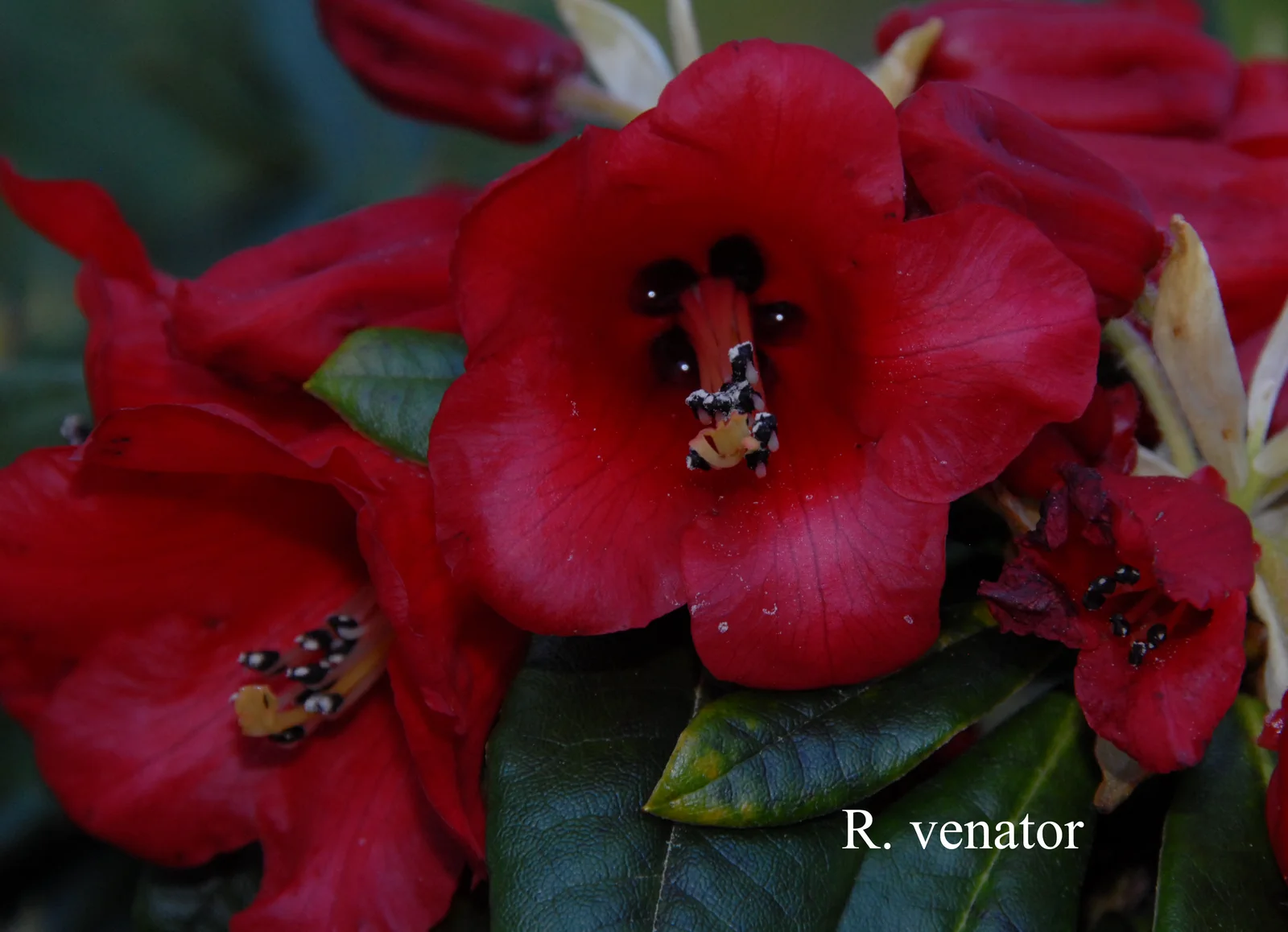 R. venator photo of R. venator. Location: Fearing's Farm Nursery, Abbotsford, BC, Canada. Photo by: Harold Fearing