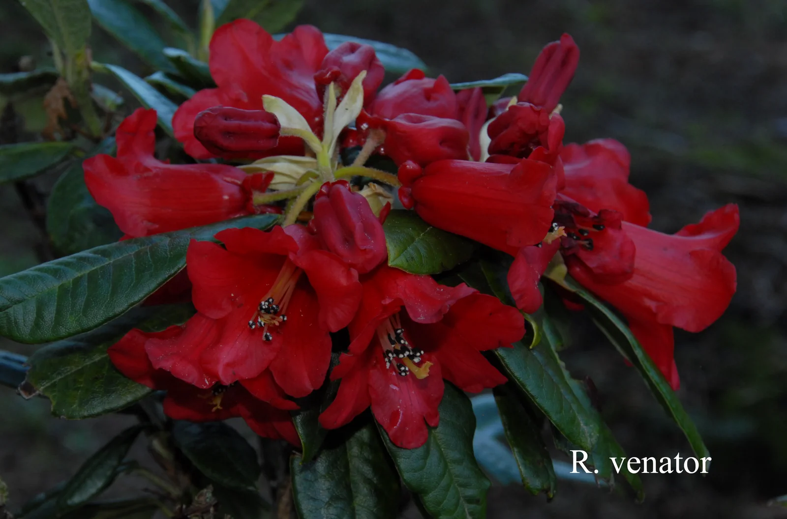 R. venator photo of R. venator. Location: Fearing's Farm Nursery, Abbotsford, BC, Canada. Photo by: Harold Fearing