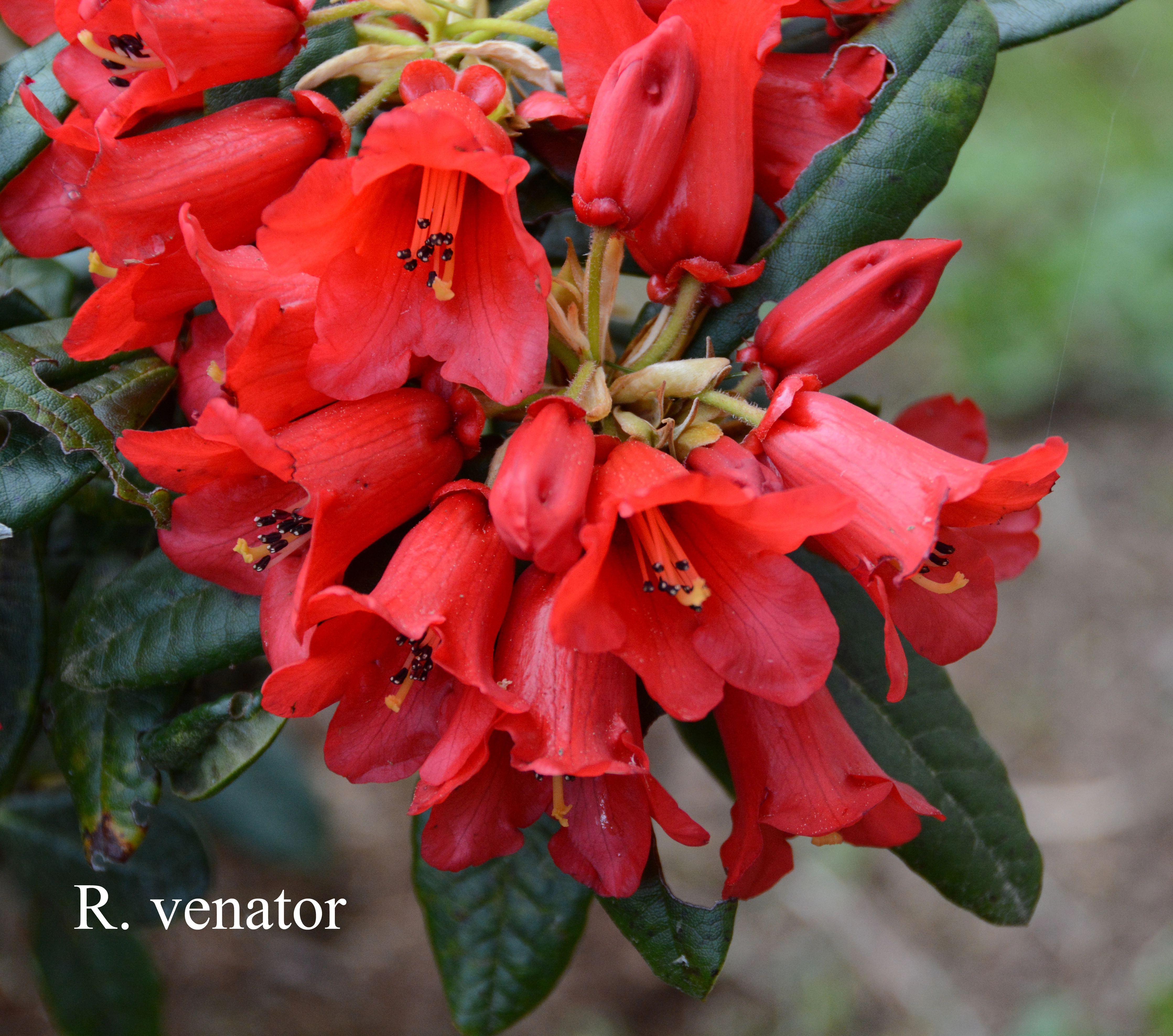 Rhododendron venator photo