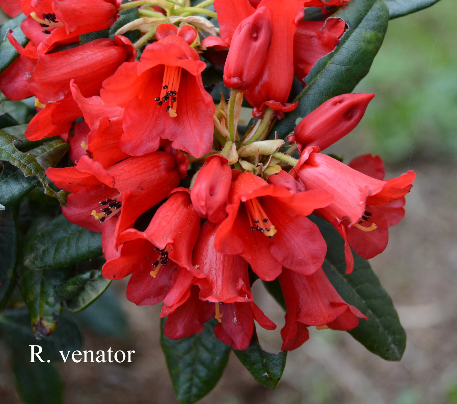 R. venator photo of R. venator. Location: Fearing's Farm Nursery, Abbotsford, BC, Canada. Photo by: Harold Fearing