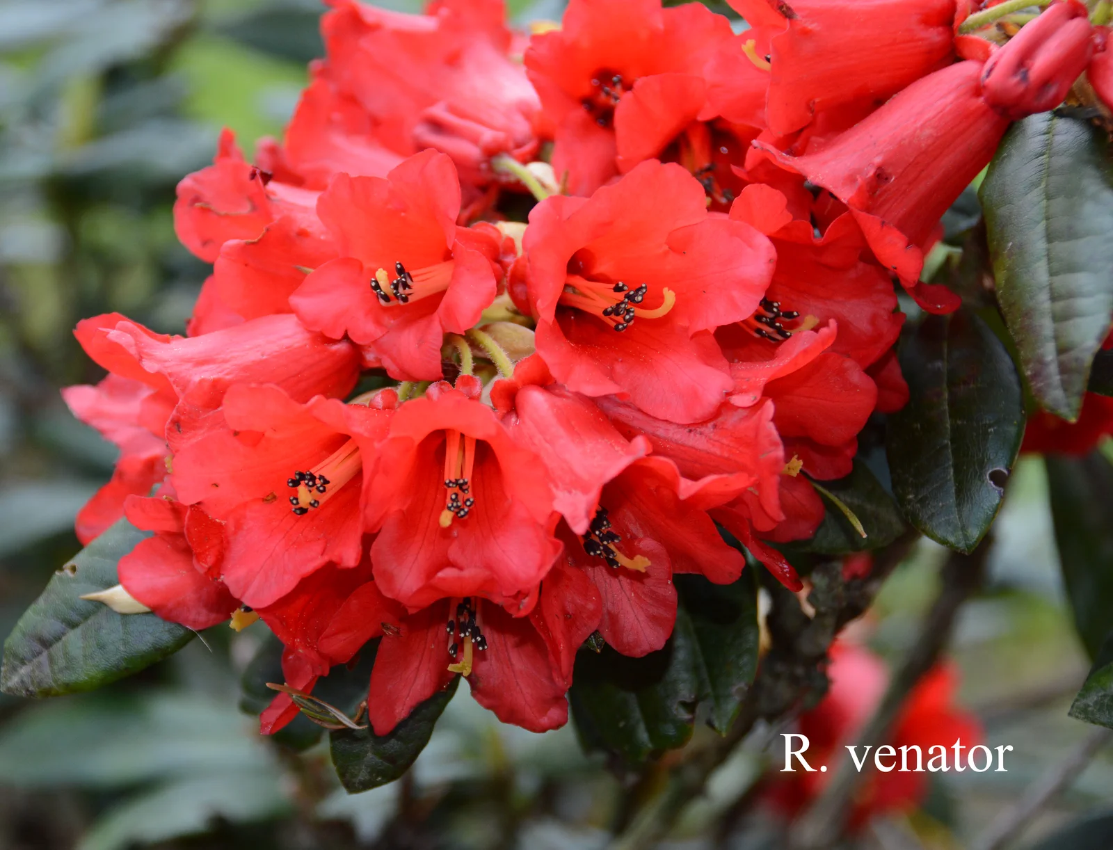 R. venator photo of R. venator. Location: Fearing's Farm Nursery, Abbotsford, BC, Canada. Photo by: Harold Fearing