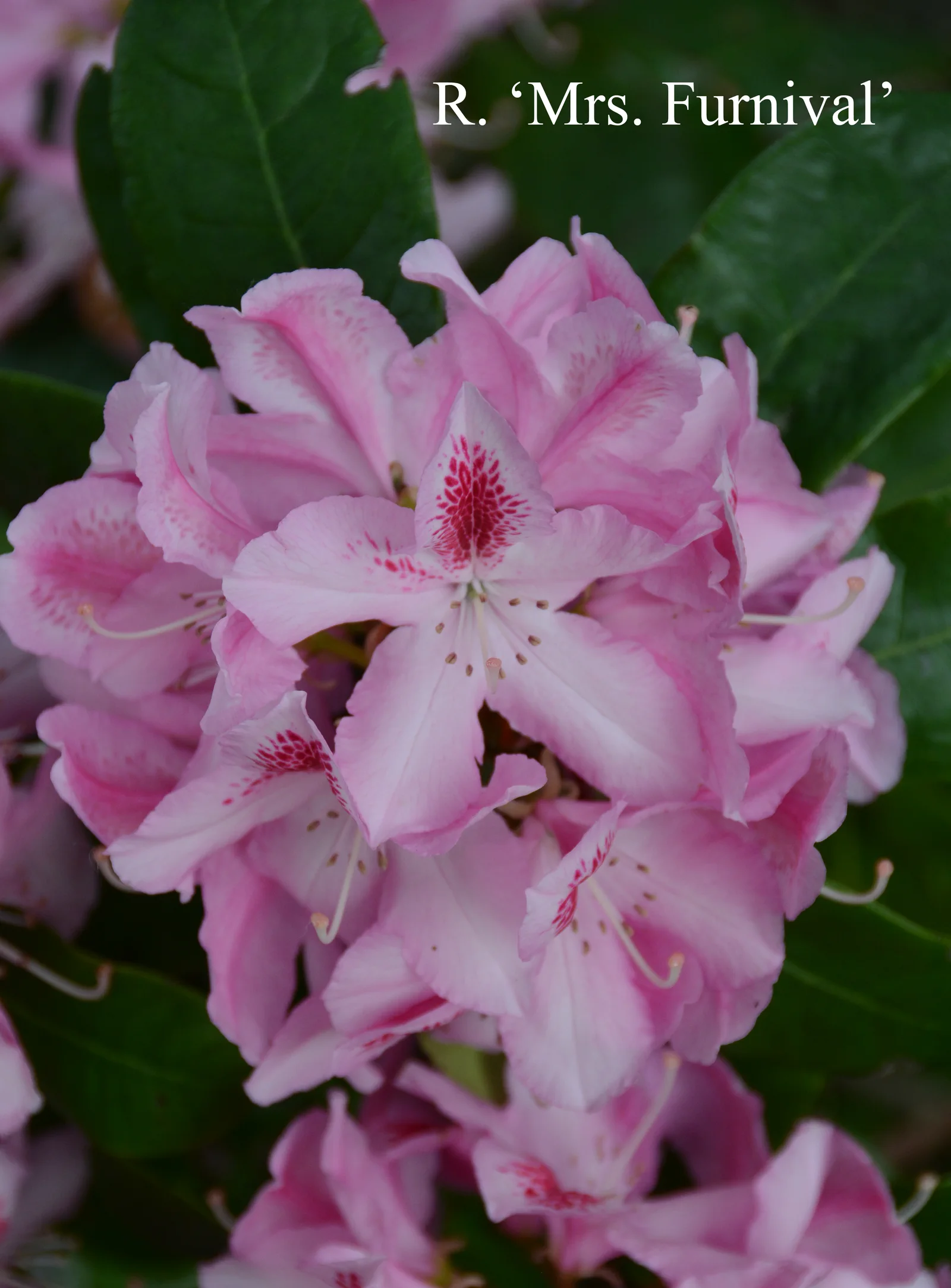 R. 'Mrs Furnivall' photo of R. 'Mrs Furnivall'. Location: Fearing's Farm Nursery, Abbotsford, BC, Canada. Photo by: Harold Fearing