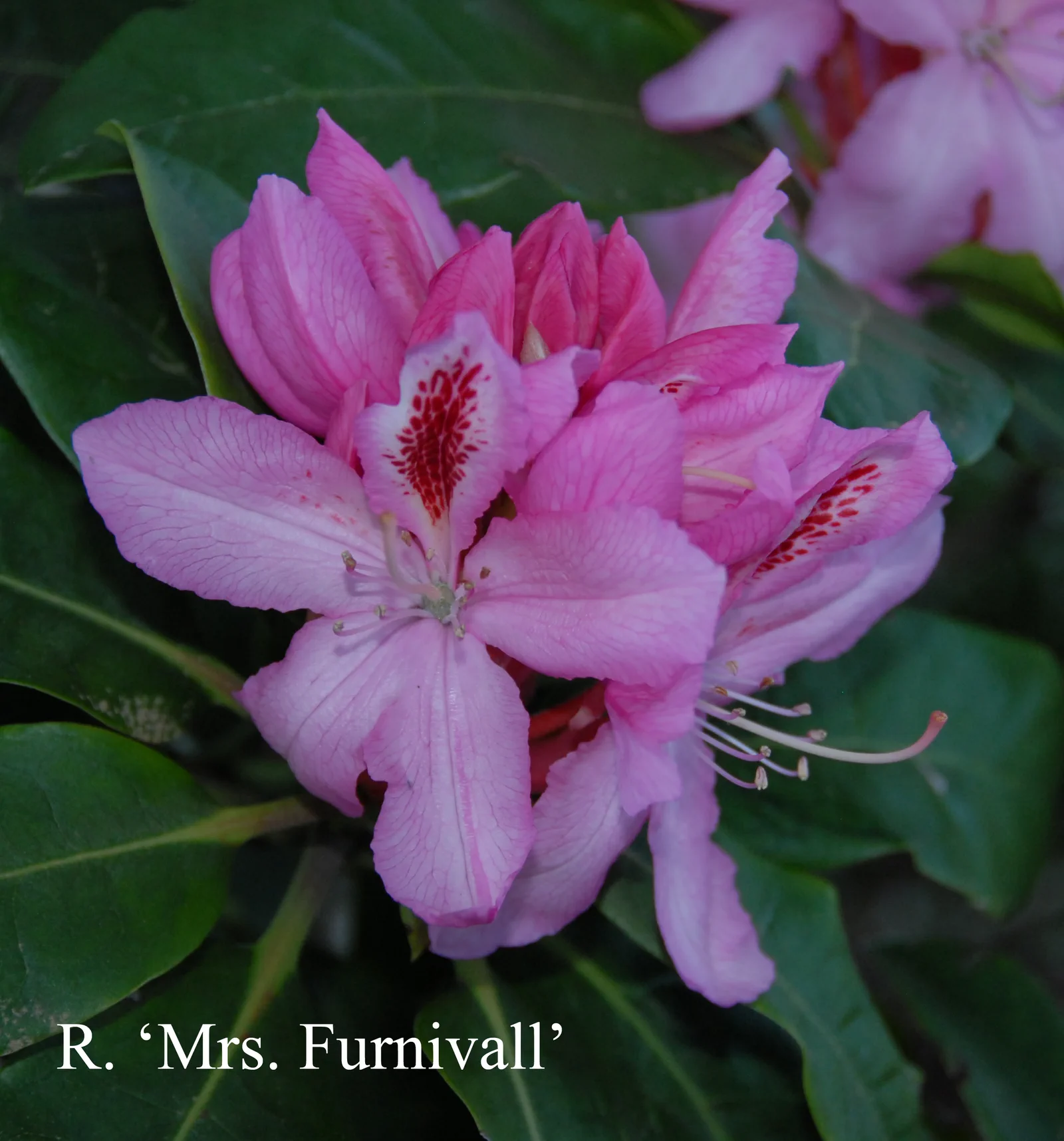 R. 'Mrs Furnivall' photo of R. 'Mrs Furnivall'. Location: Fearing's Farm Nursery, Abbotsford, BC, Canada. Photo by: Harold Fearing