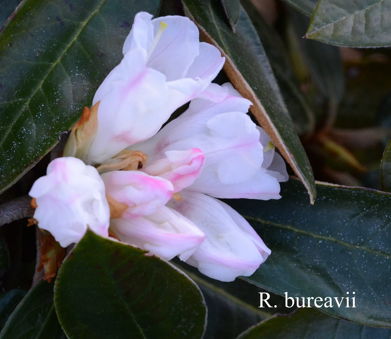 R. bureavii photo of R. bureavii. Location: Fearing's Farm Nursery, Abbotsford, BC, Canada. Photo by: Harold Fearing