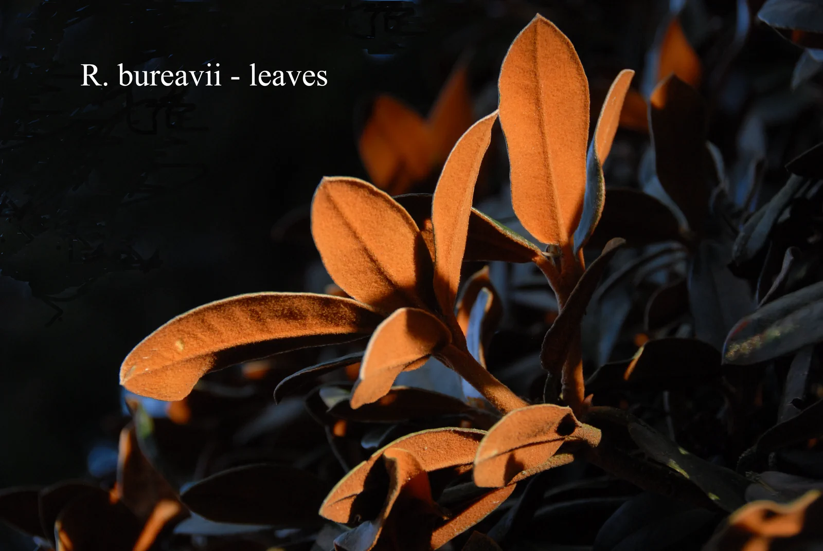 R. bureavii photo of R. bureavii. Leaves. Location: Fearing's Farm Nursery, Abbotsford, BC, Canada. Photo by: Harold Fearing