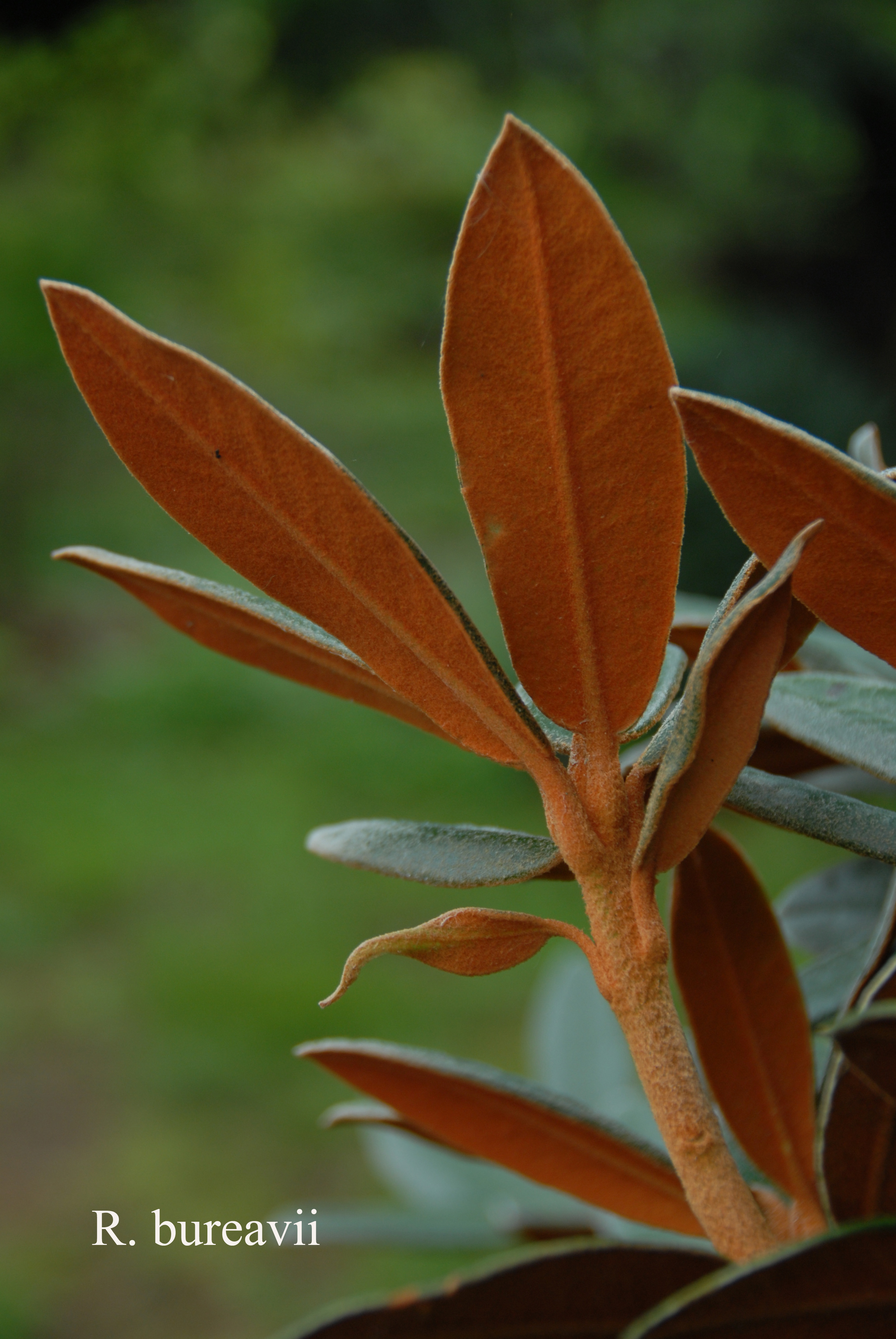 Rhododendron bureavii photo