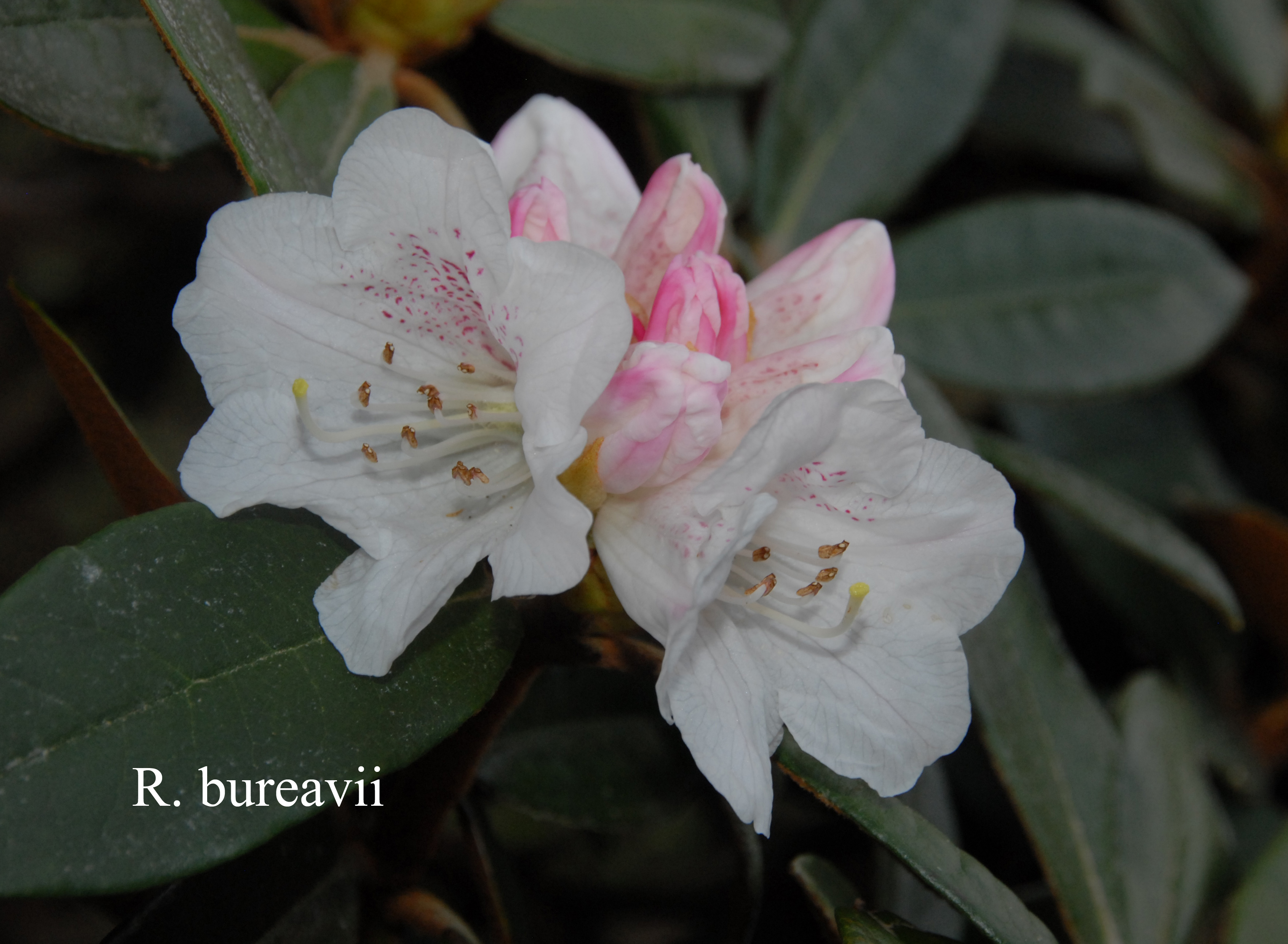 Rhododendron bureavii photo