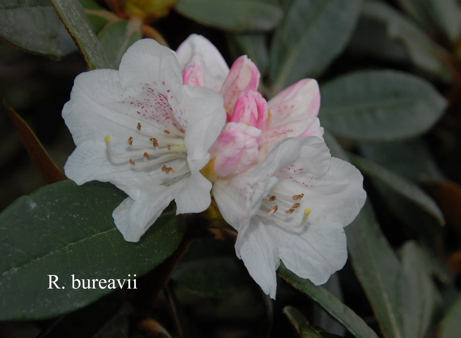 R. bureavii photo of R. bureavii. Location: Fearing's Farm Nursery, Abbotsford, BC, Canada. Photo by: Harold Fearing