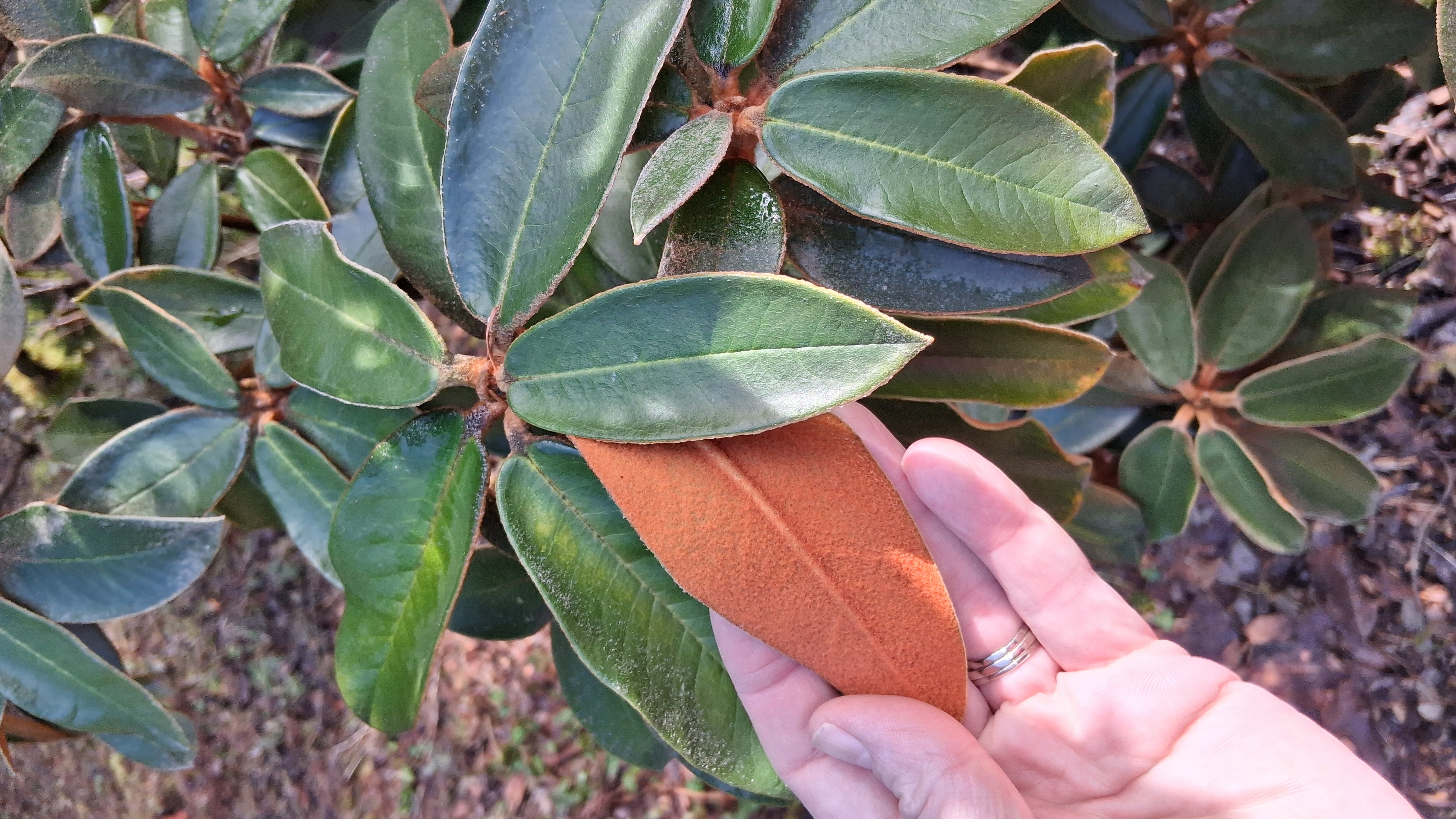 Rhododendron bureavii photo