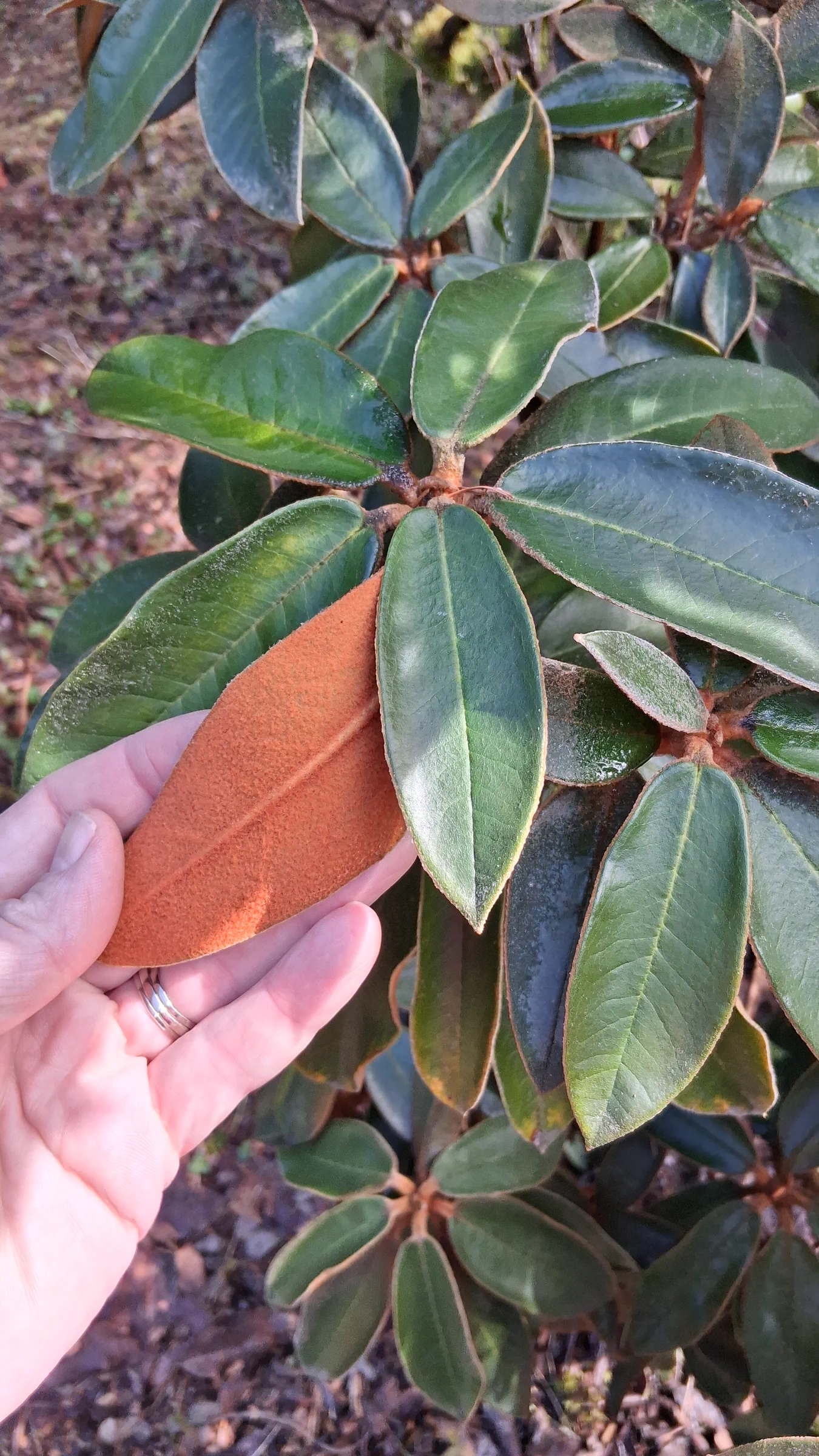 R. bureavii photo of R. bureavii. R. bureavii leaves and indumentum.. Location: Rhododendron Species Botanical Garden. Photo by: Thatrhodylady