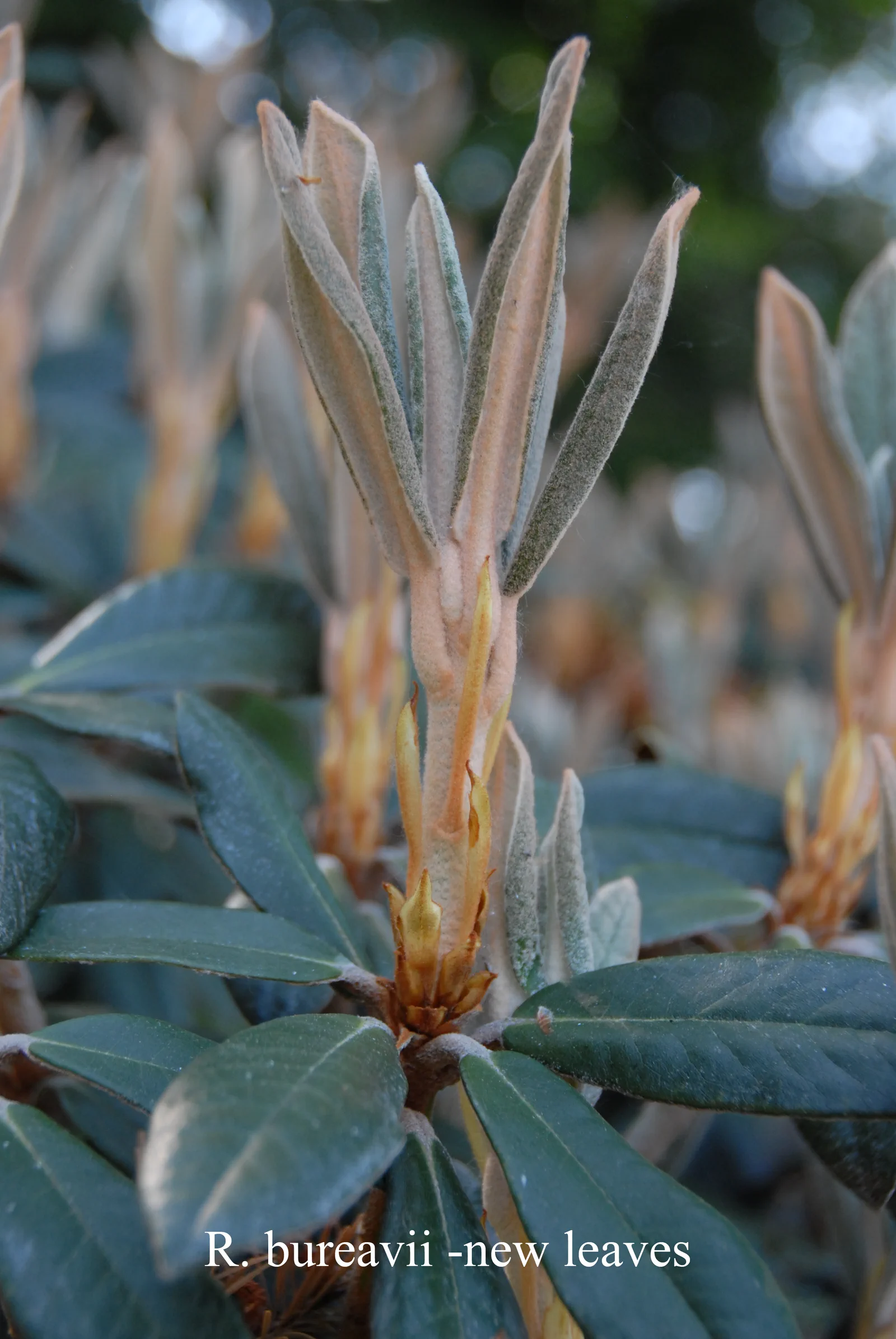 R. bureavii photo of R. bureavii. New growth. Location: Fearing's Farm Nursery, Abbotsford, BC, Canada. Photo by: Harold Fearing