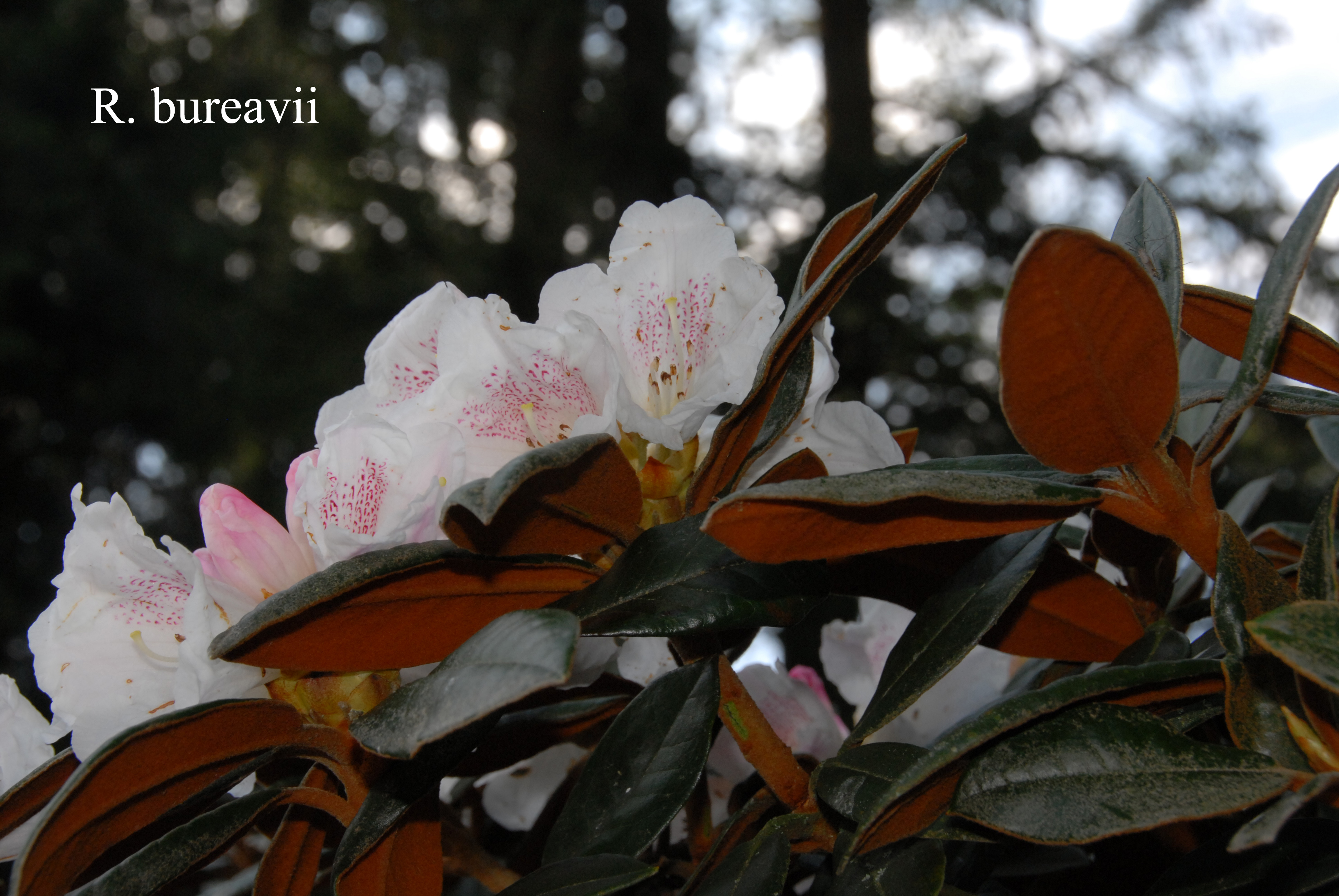 Rhododendron bureavii photo