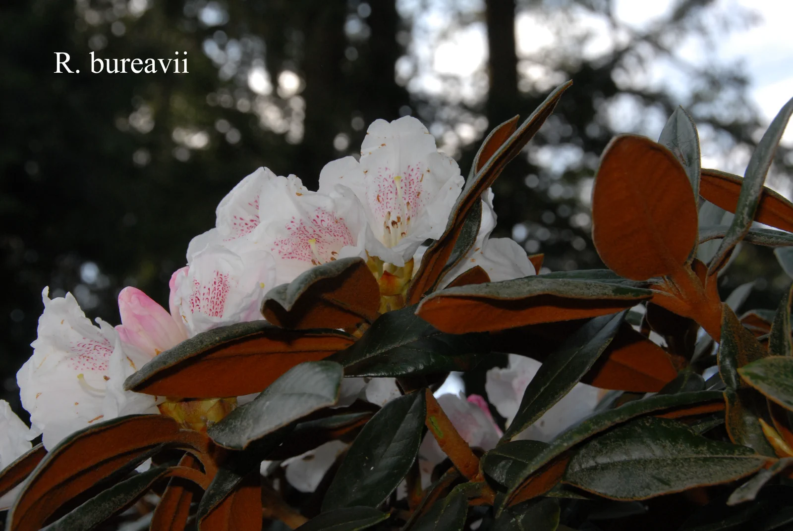 R. bureavii photo of R. bureavii. Location: Fearing's Farm Nursery, Abbotsford, BC, Canada. Photo by: Harold Fearing