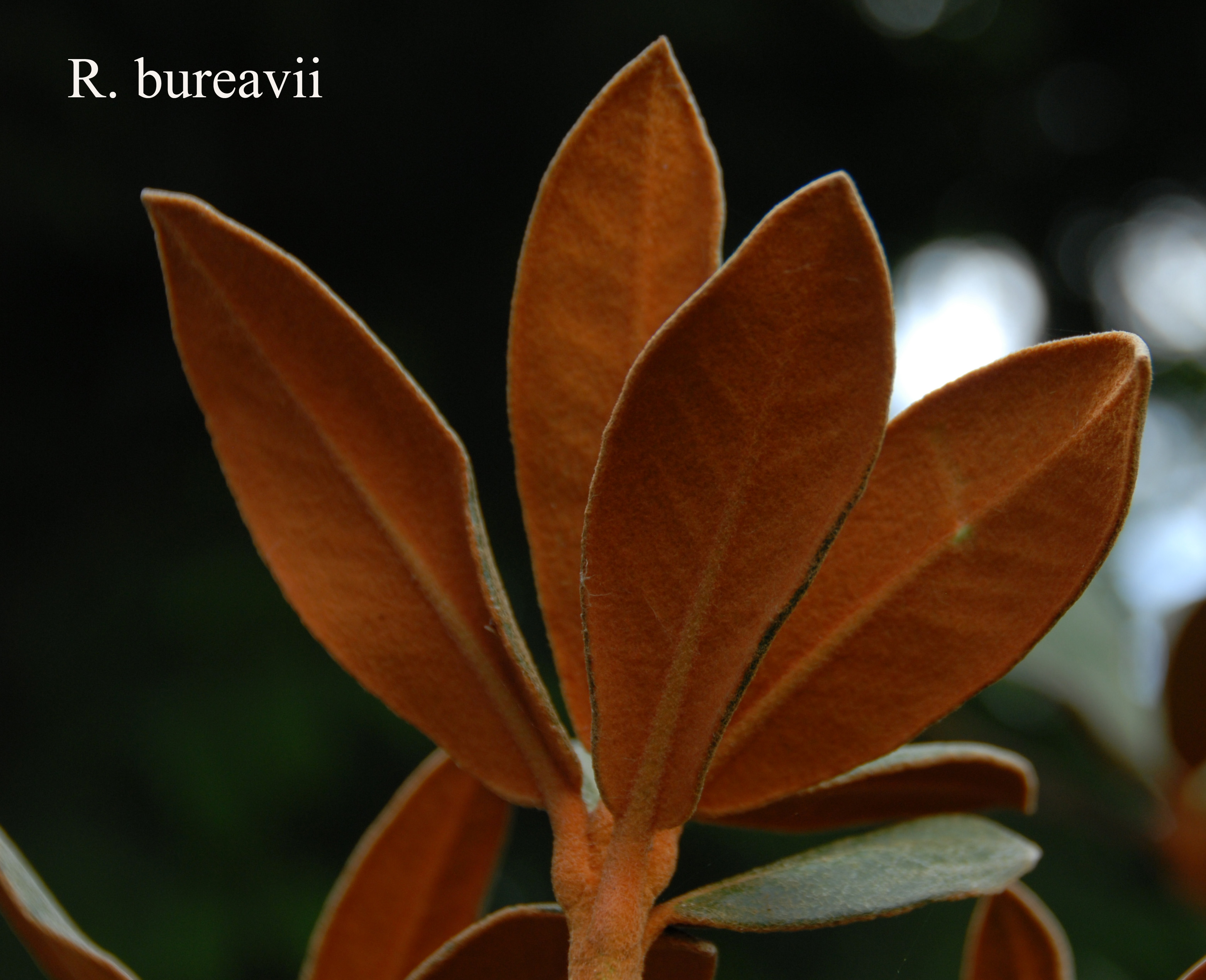 Rhododendron bureavii photo