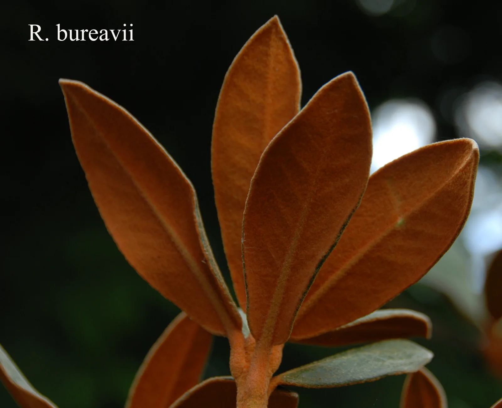 R. bureavii photo of R. bureavii. Leaves. Location: Fearing's Farm Nursery, Abbotsford, BC, Canada. Photo by: Harold Fearing