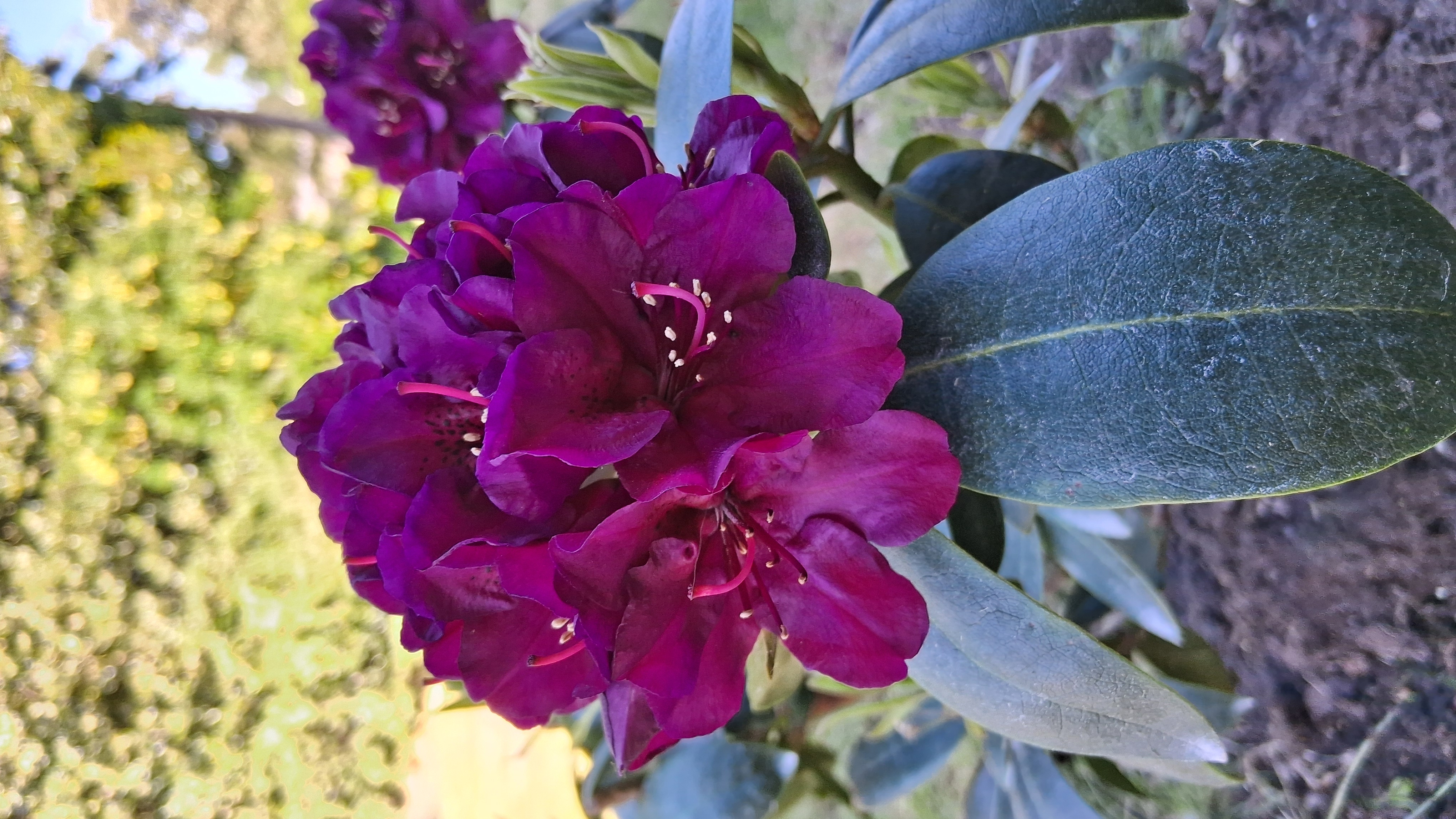 Rhododendron Polarnacht photo
