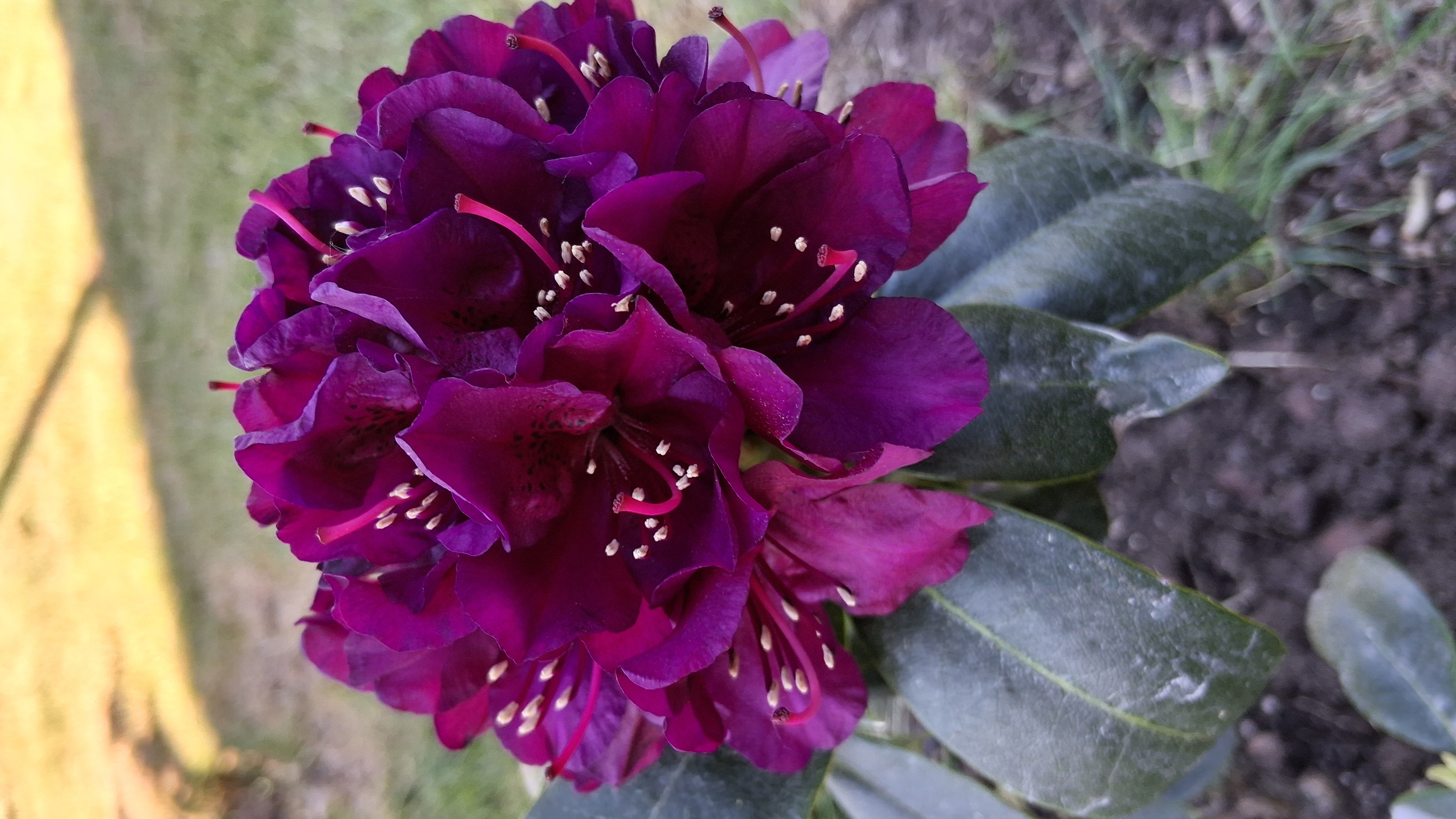 Rhododendron Polarnacht photo