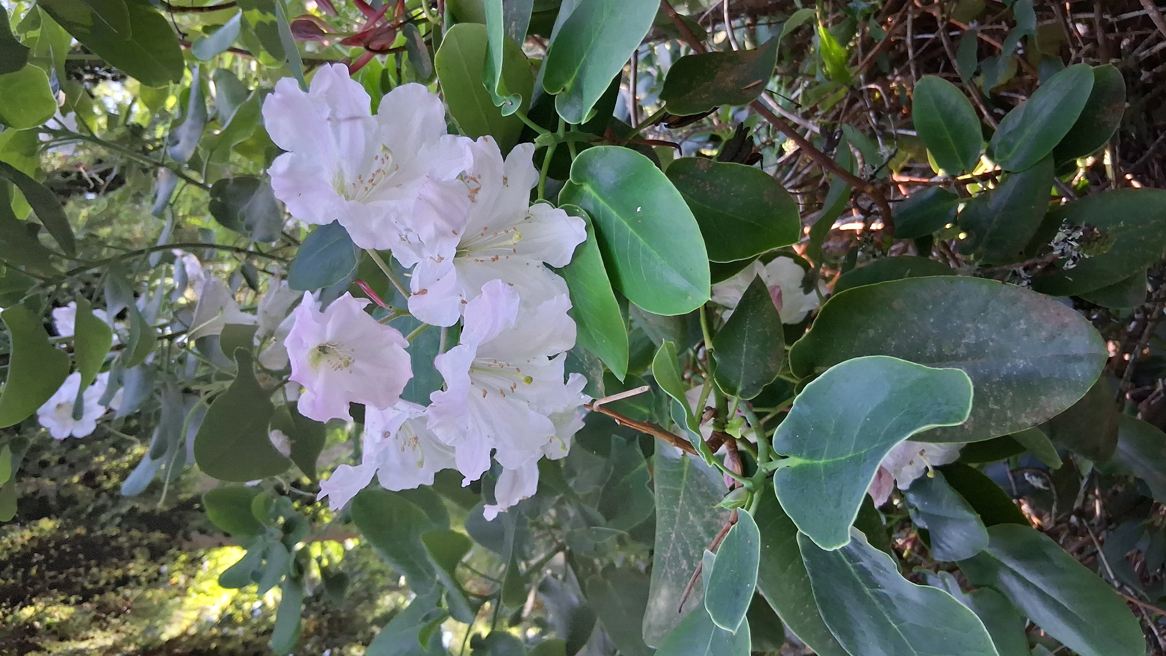 Rhododendron orbiculare ssp cardiobasis photo