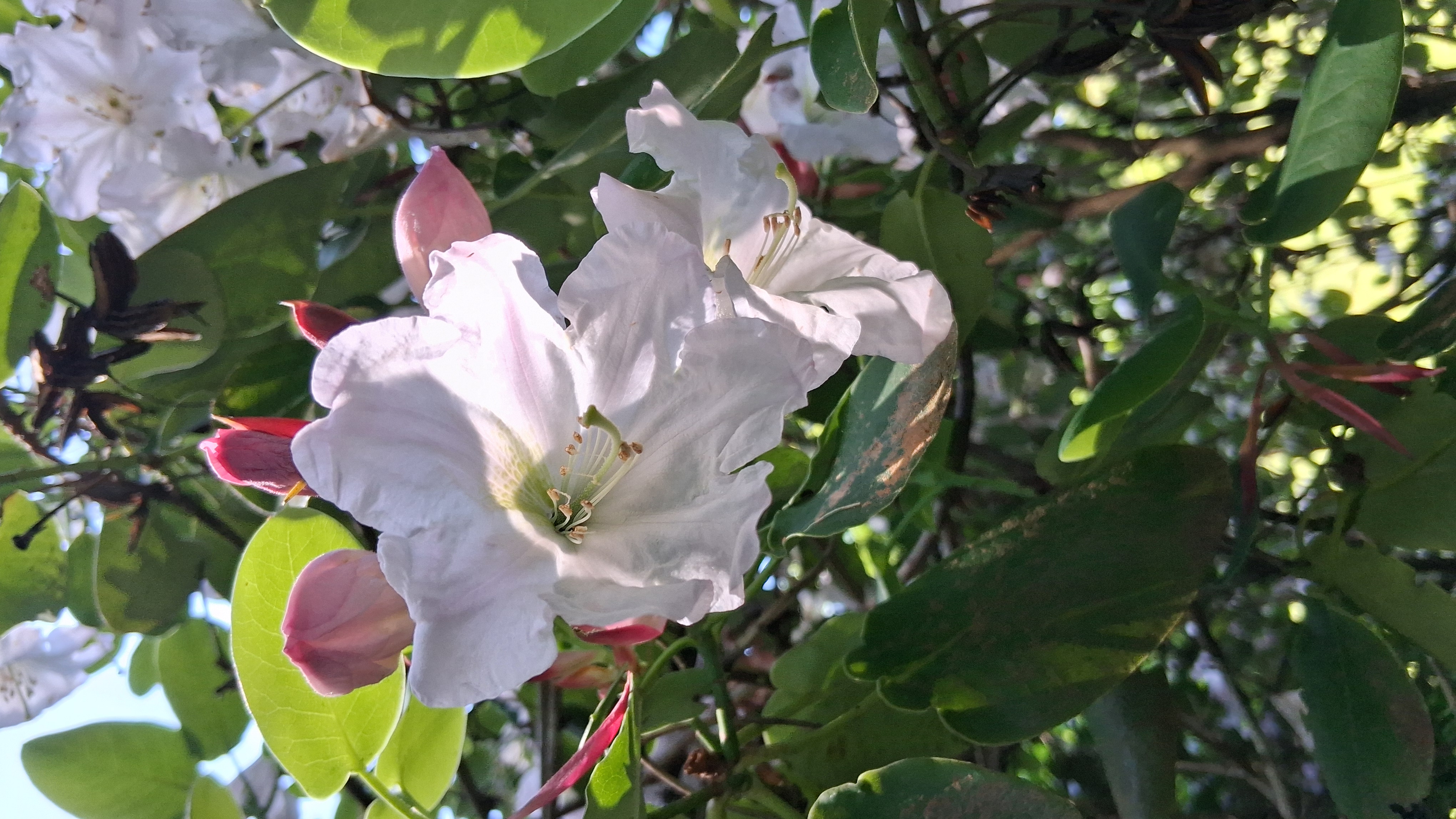 Rhododendron orbiculare ssp cardiobasis photo