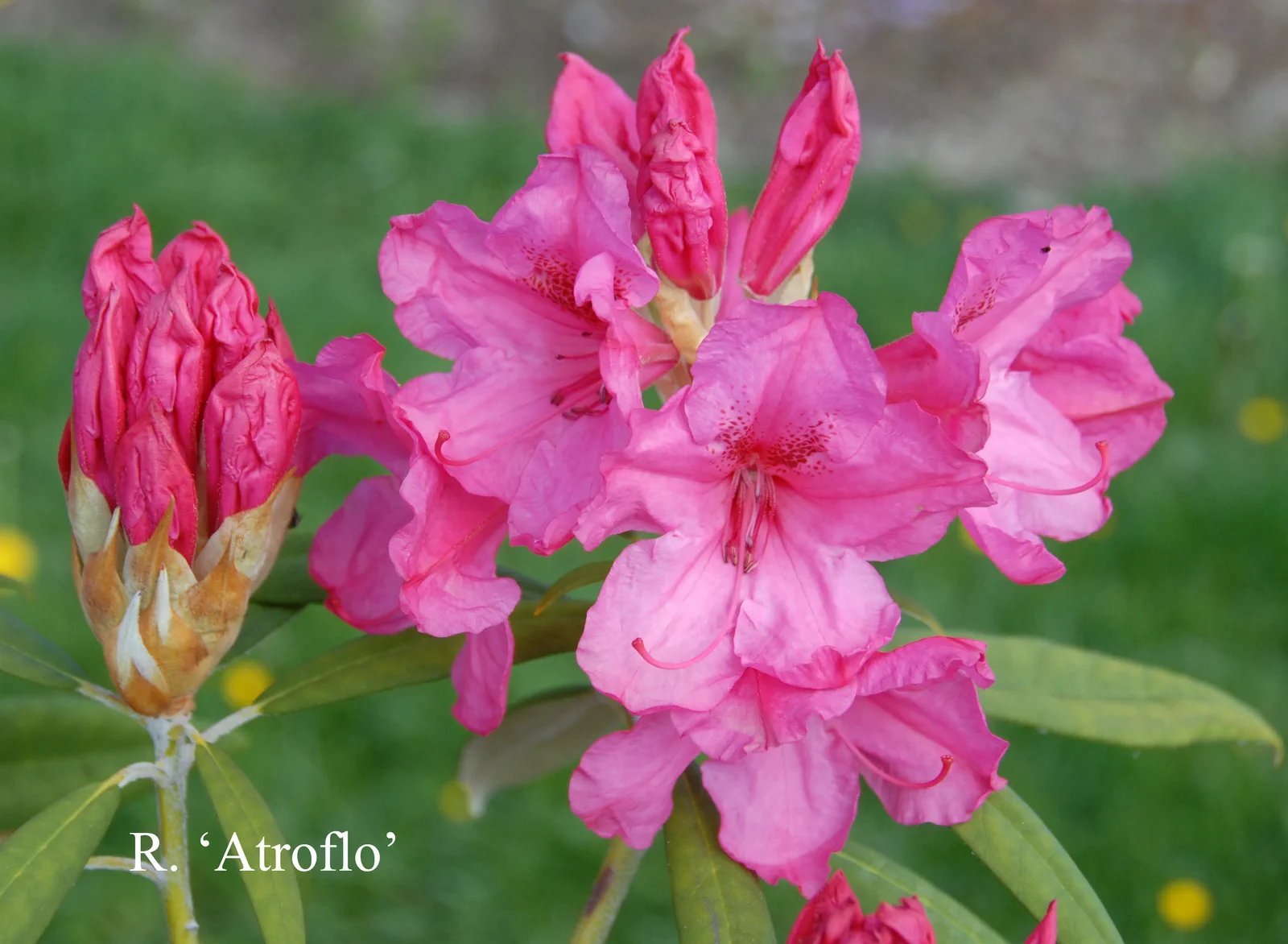 R. 'Atroflo' photo of R. 'Atroflo'. Location: Fearing's Farm Nursery, Abbotsford, BC, Canada. Photo by: Harold Fearing