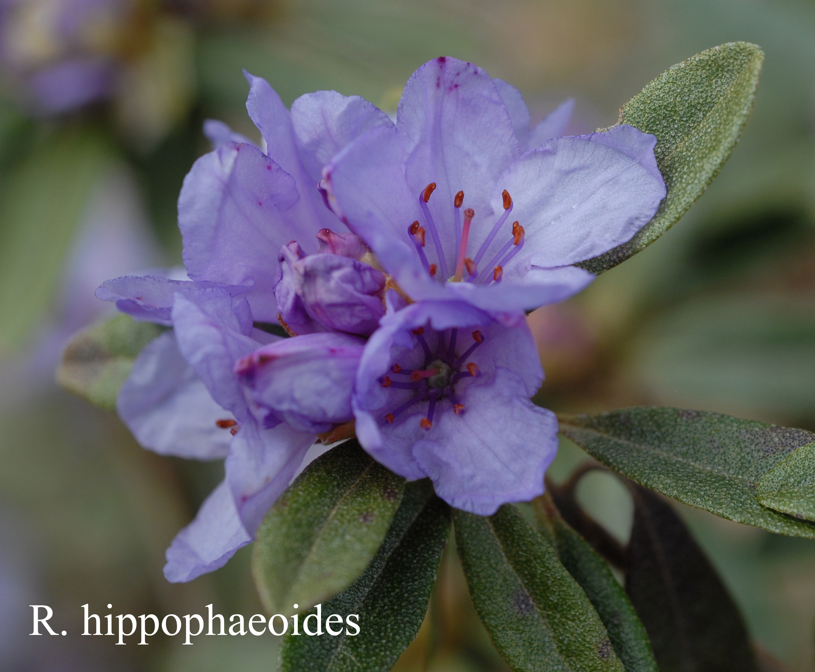 Rhododendron hippophaeoides var hippophaeoides photo