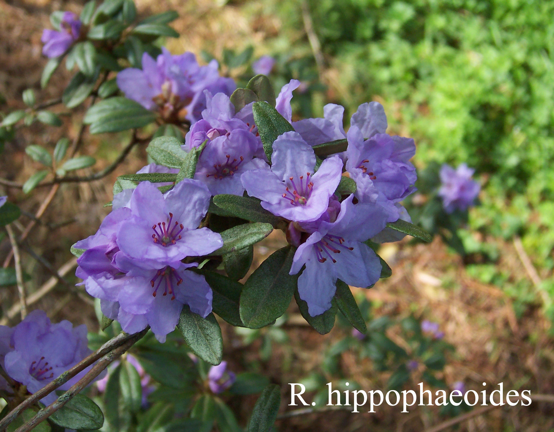 Rhododendron hippophaeoides var hippophaeoides photo