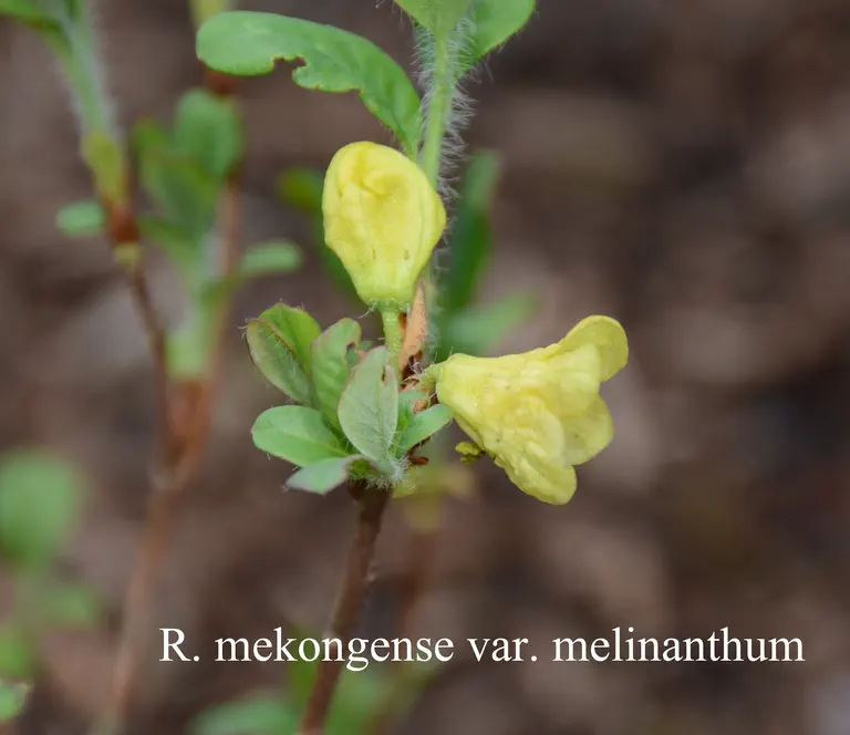 Photo of R. mekongense var mekongense Melinanthum Group, Species