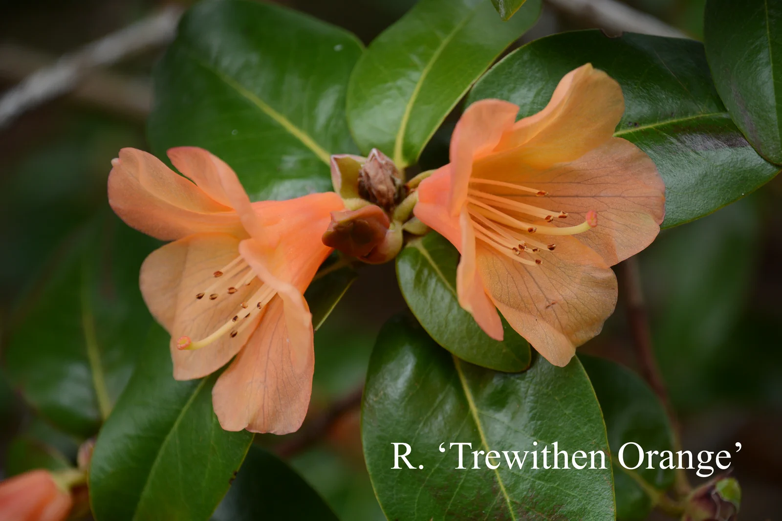 R. 'Trewithen Orange' photo of R. 'Trewithen Orange'. Location: Fearing's Farm Nursery, Abbotsford, BC, Canada. Photo by: Harold Fearing