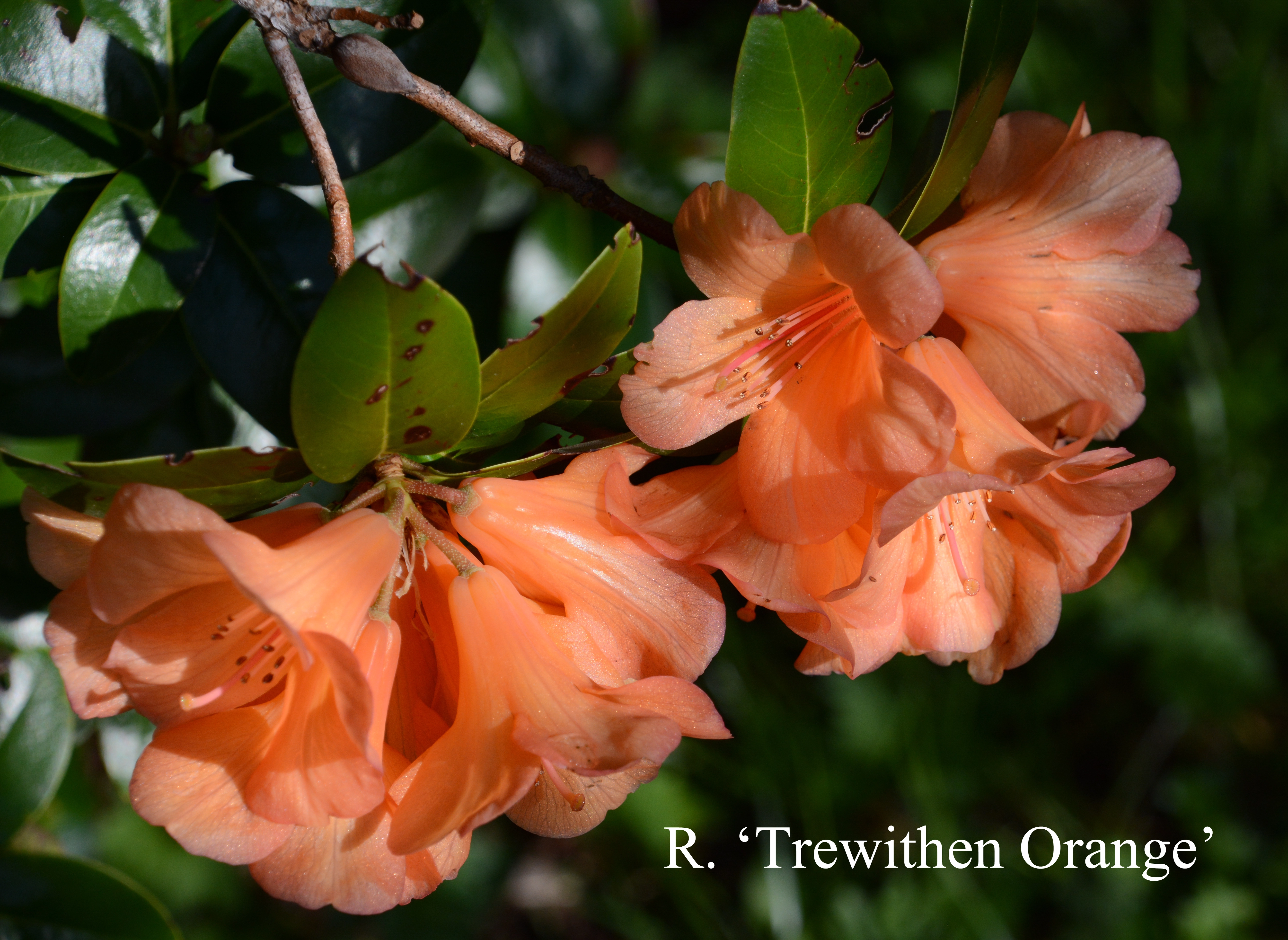 Rhododendron Trewithen Orange photo