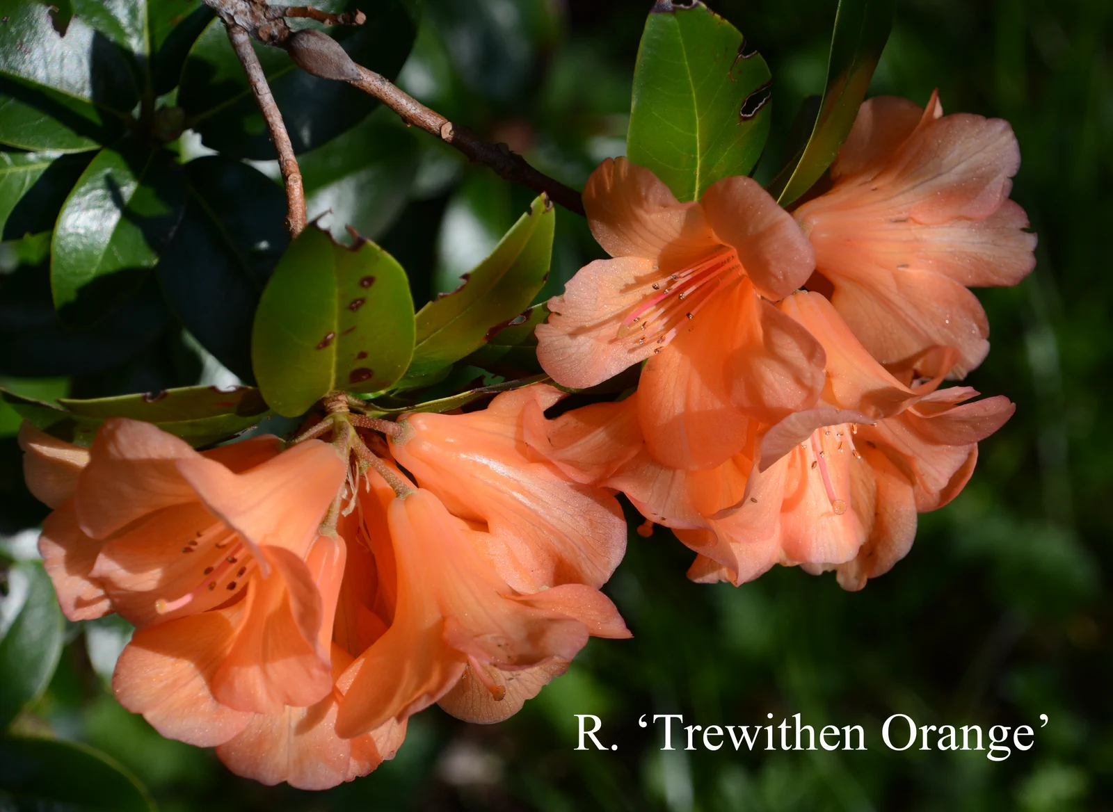 R. 'Trewithen Orange' photo of R. 'Trewithen Orange'. Location: Fearing's Farm Nursery, Abbotsford, BC, Canada. Photo by: Harold Fearing