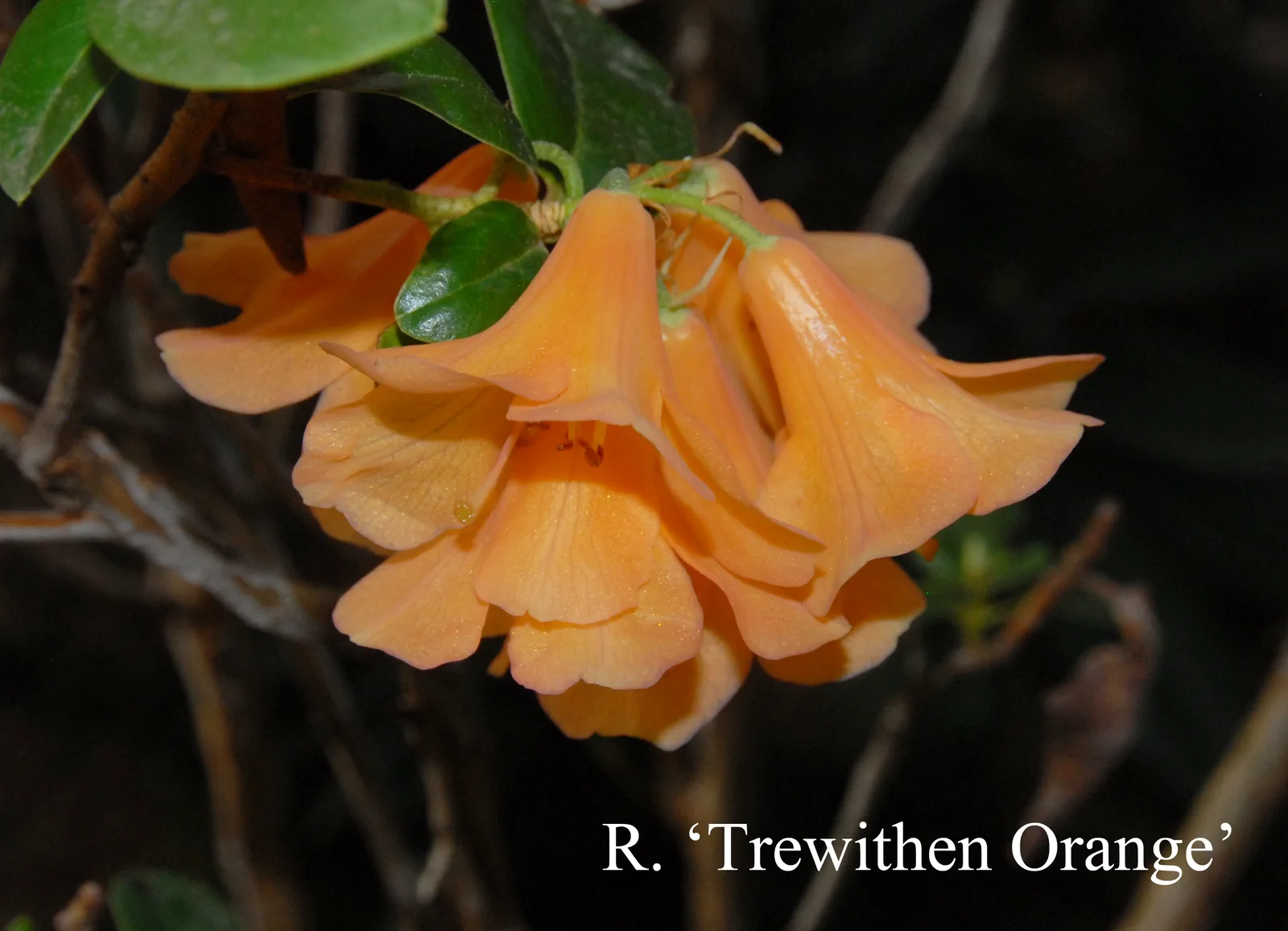 R. 'Trewithen Orange' photo of R. 'Trewithen Orange'. Location: Fearing's Farm Nursery, Abbotsford, BC, Canada. Photo by: Harold Fearing