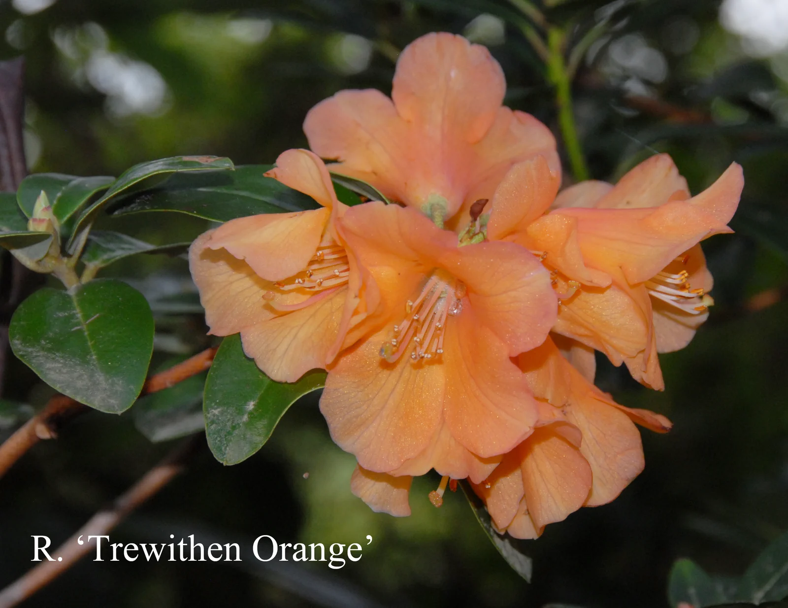 R. 'Trewithen Orange' photo of R. 'Trewithen Orange'. Location: Fearing's Farm Nursery, Abbotsford, BC, Canada. Photo by: Harold Fearing