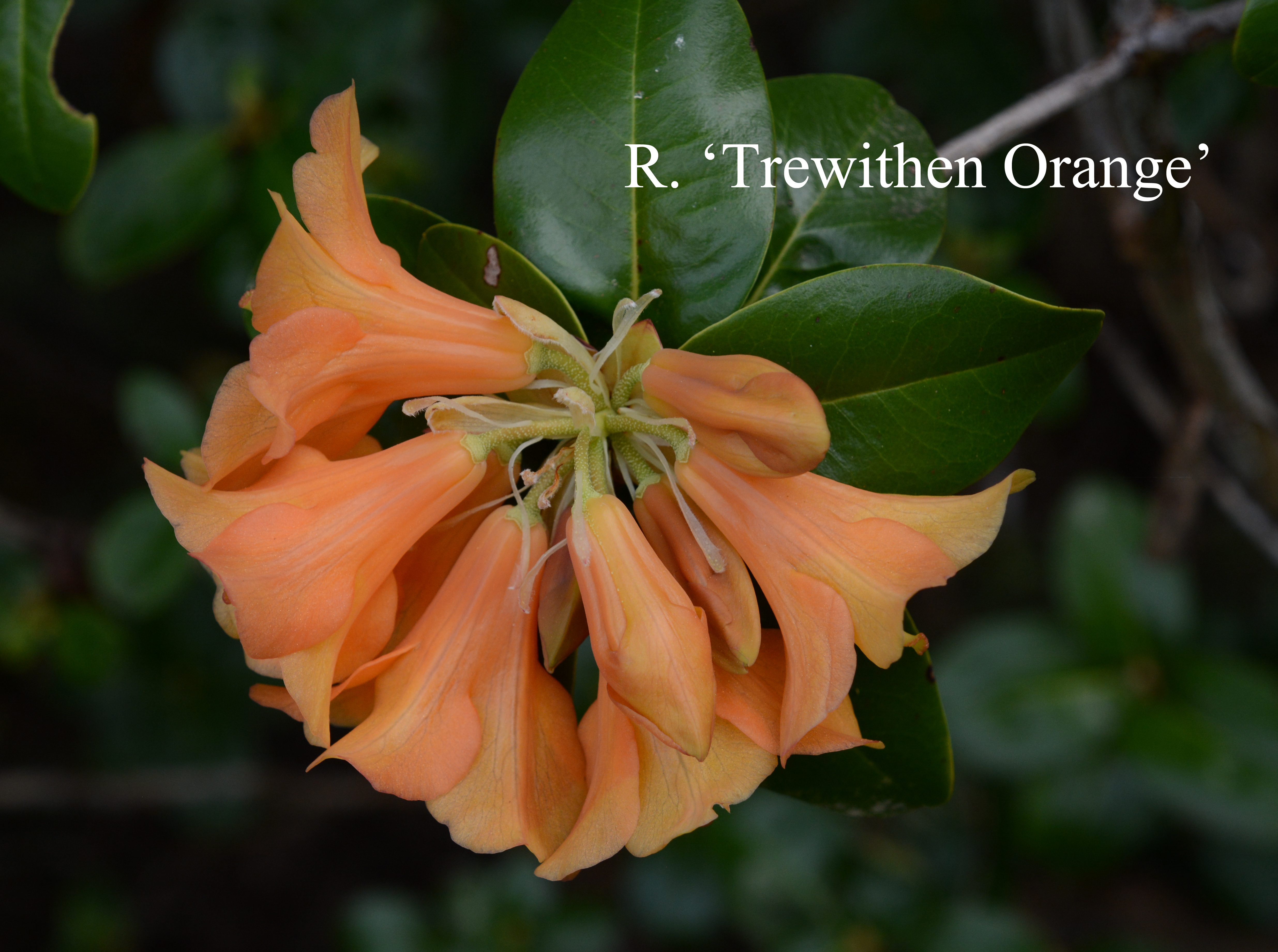 Rhododendron Trewithen Orange photo