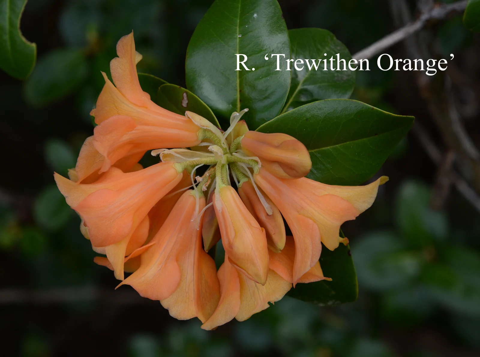R. 'Trewithen Orange' photo of R. 'Trewithen Orange'. I think. Location: Fearing's Farm Nursery, Abbotsford, BC, Canada. Photo by: Harold Fearing