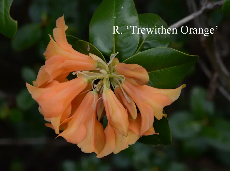 Photo of R. 'Trewithen Orange', Rhododendron Hybrid