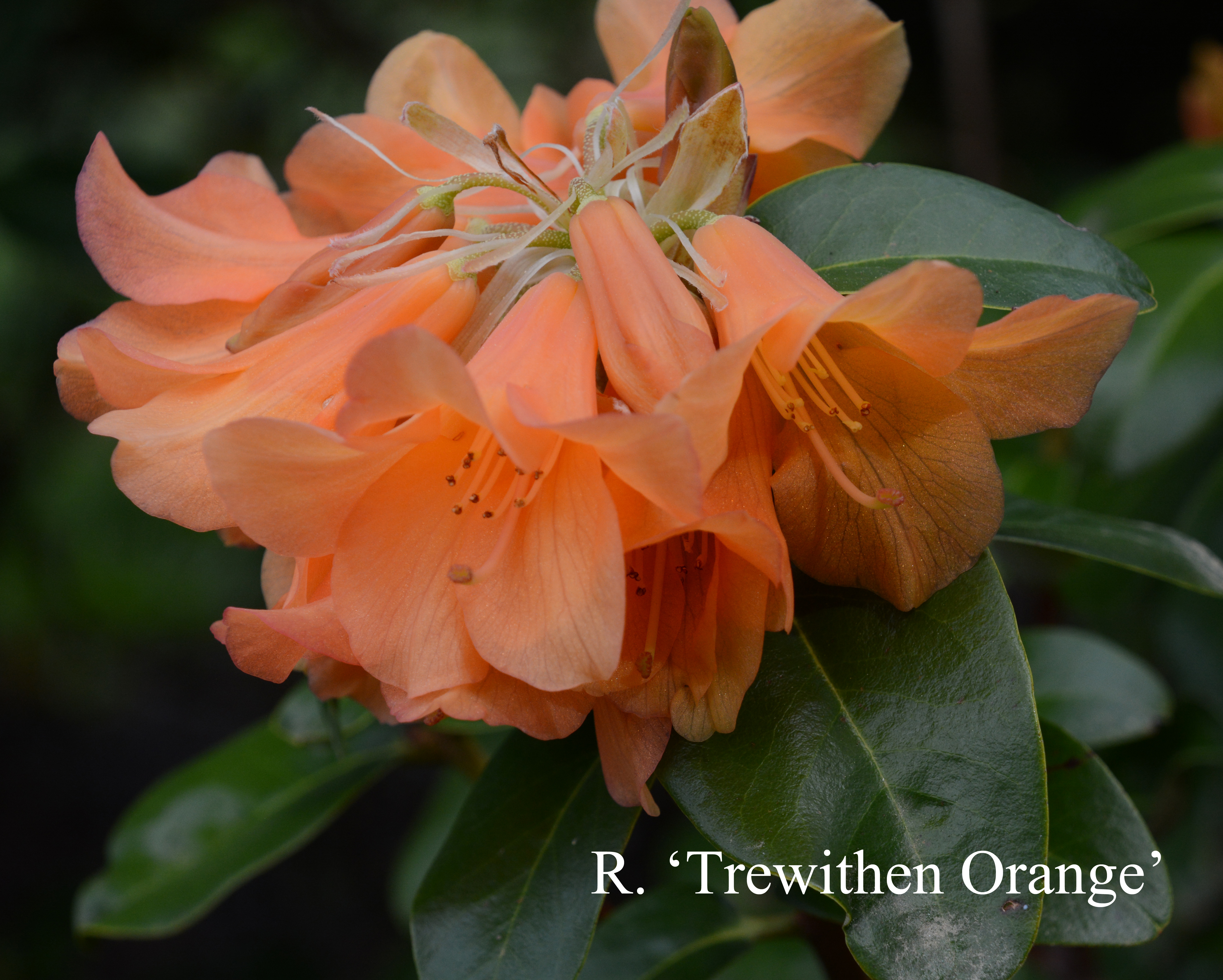 Rhododendron Trewithen Orange photo