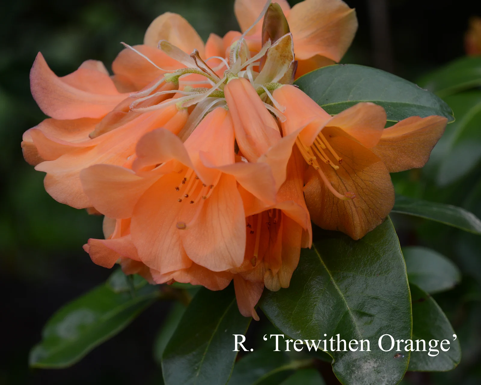 R. 'Trewithen Orange' photo of R. 'Trewithen Orange'. I think. Location: Fearing's Farm Nursery, Abbotsford, BC, Canada. Photo by: Harold Fearing