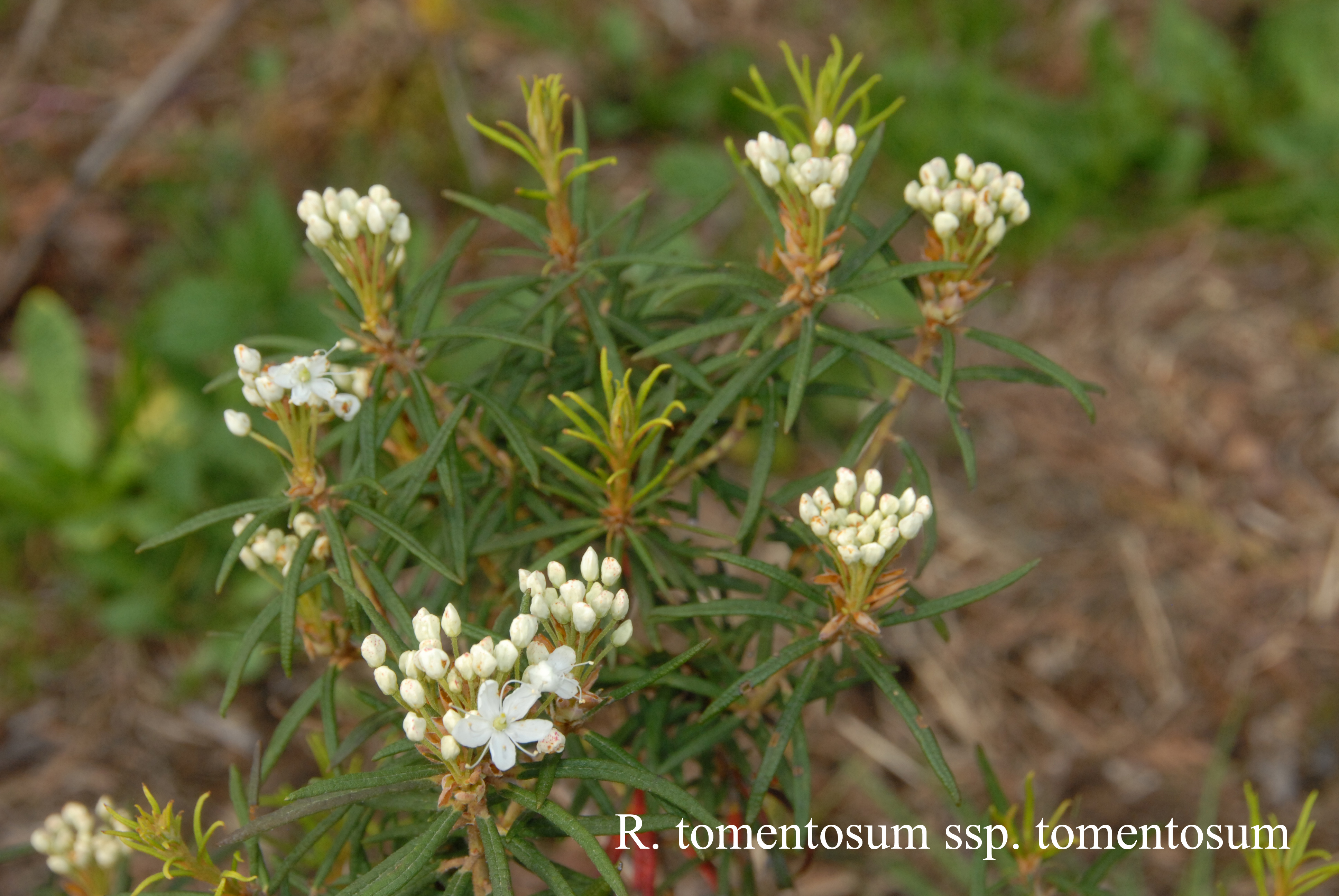 Rhododendron tomentosum photo