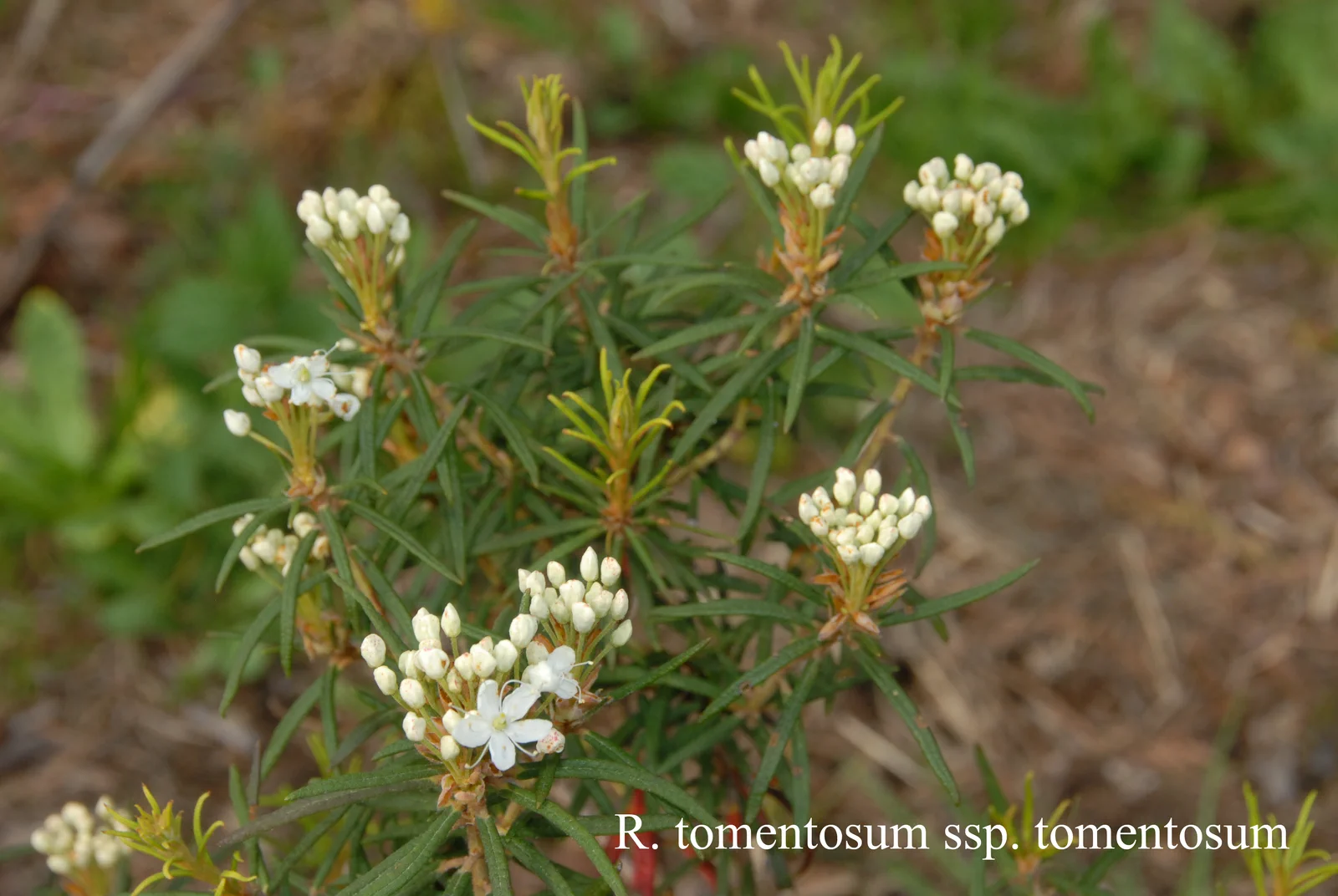 R. tomentosum photo of R. tomentosum. Location: Fearing's Farm Nursery, Abbotsford, BC, Canada. Photo by: Harold Fearing