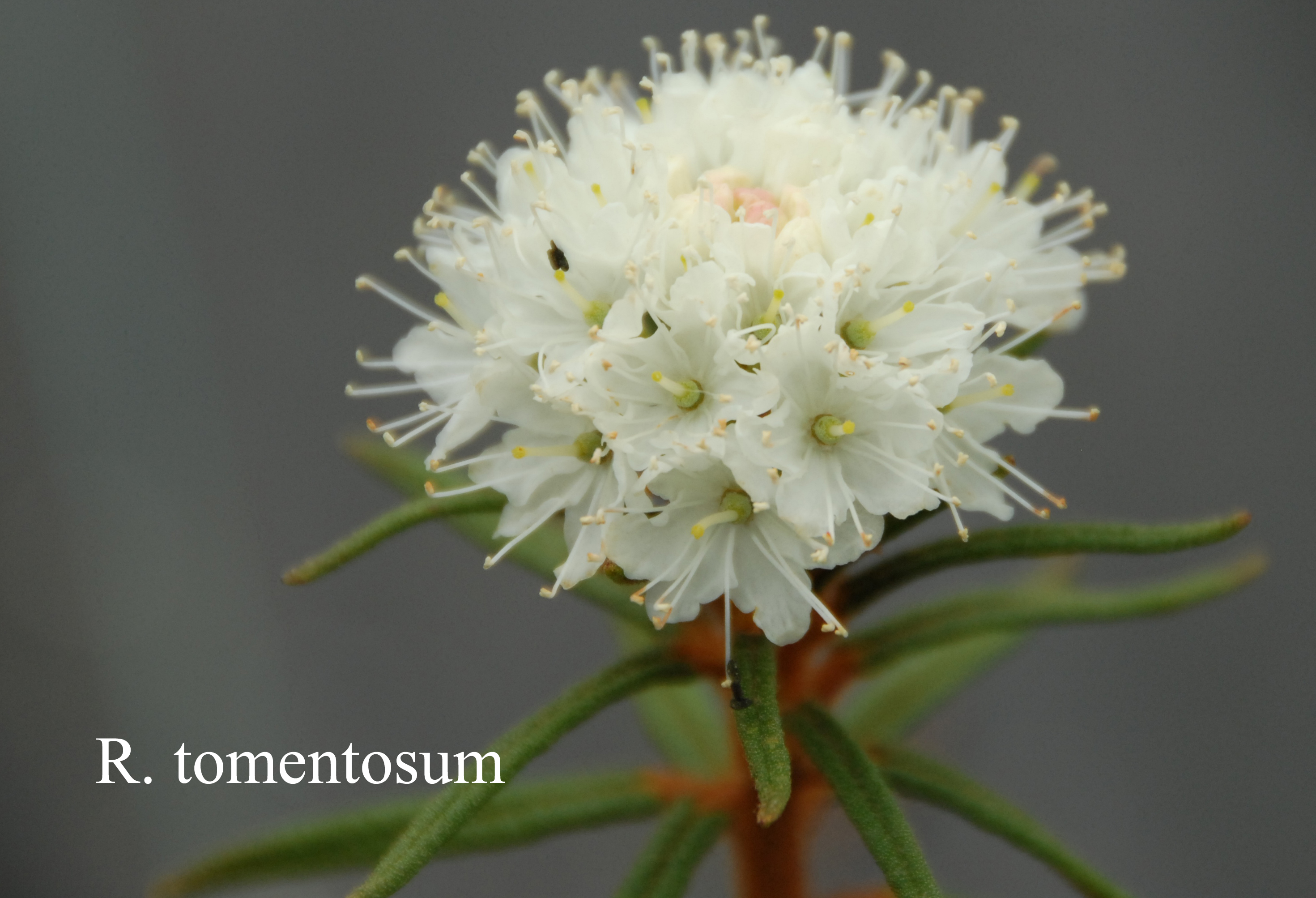 Rhododendron tomentosum photo