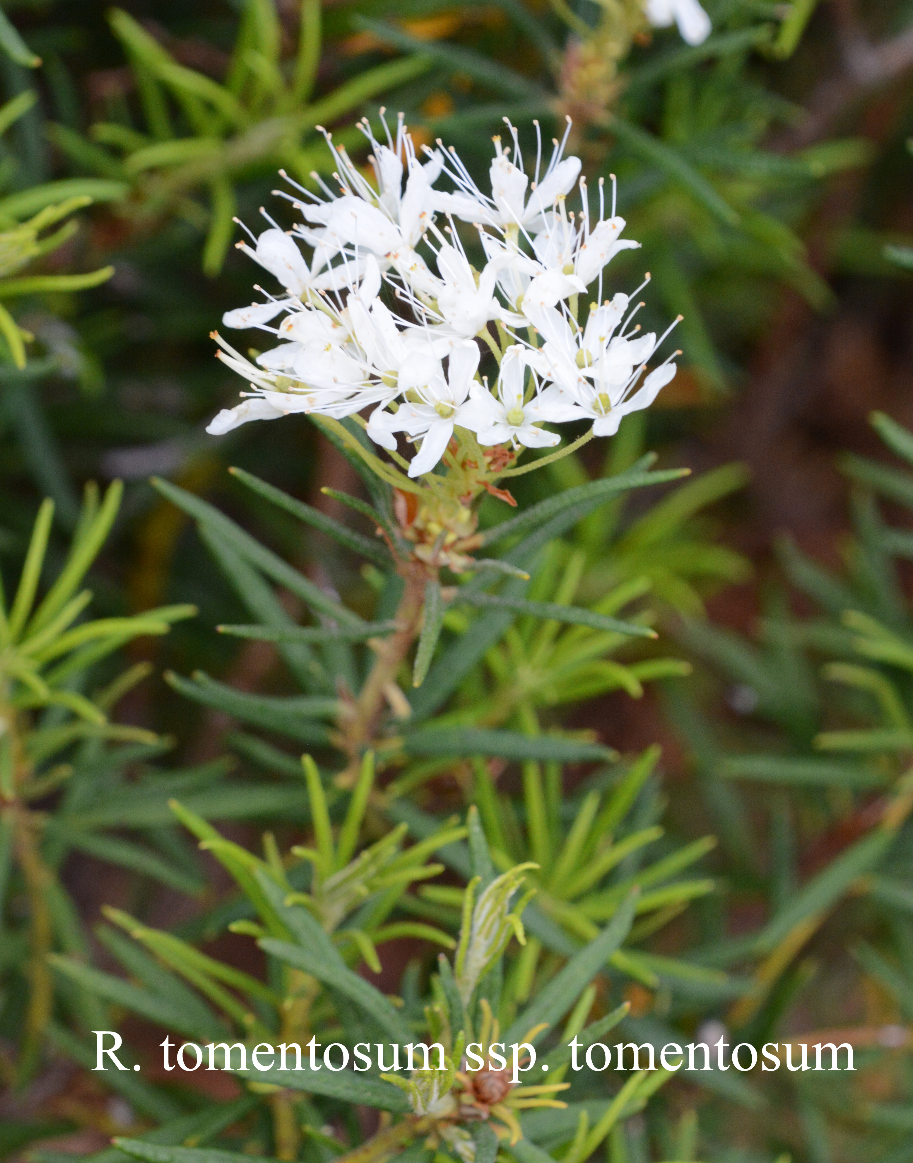 Rhododendron tomentosum photo
