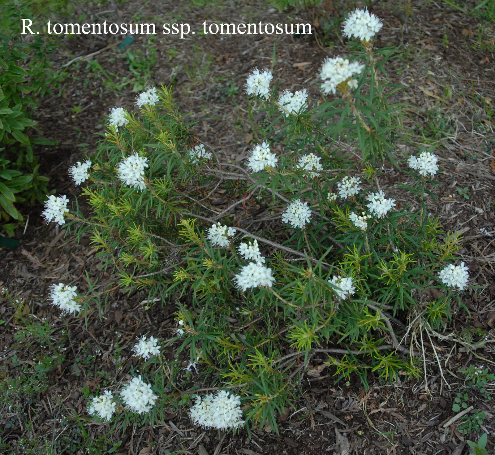 R. tomentosum photo of R. tomentosum. Seed Lot: ARS-03-110 Seed Comments: Kristian Theqvist, Finland - cw, Turku Archipelago, Finland. Location: Fearing's Farm Nursery, Abbotsford, BC, Canada. Photo by: Harold Fearing