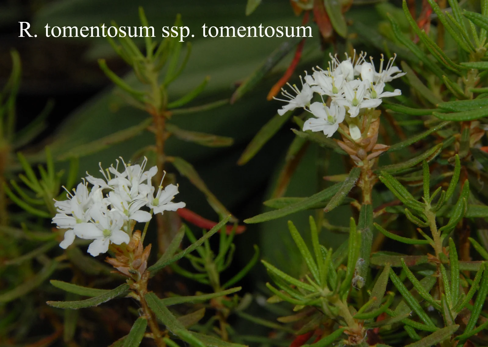 R. tomentosum photo of R. tomentosum. Location: Fearing's Farm Nursery, Abbotsford, BC, Canada. Photo by: Harold Fearing