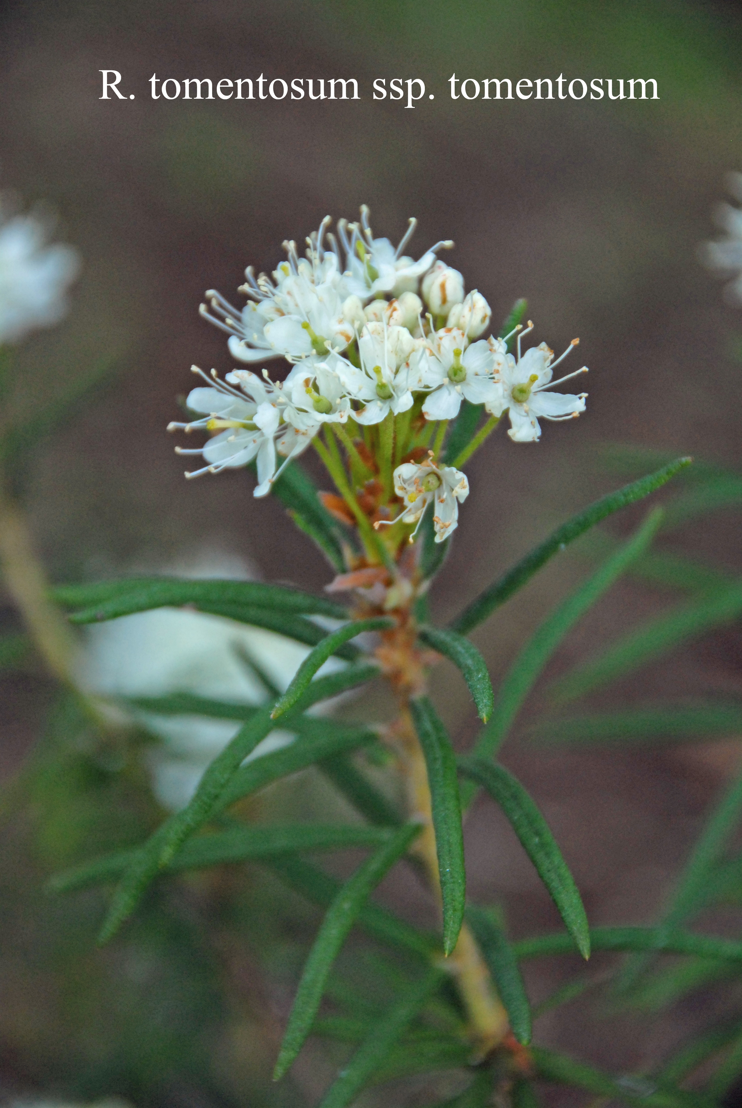 Rhododendron tomentosum photo