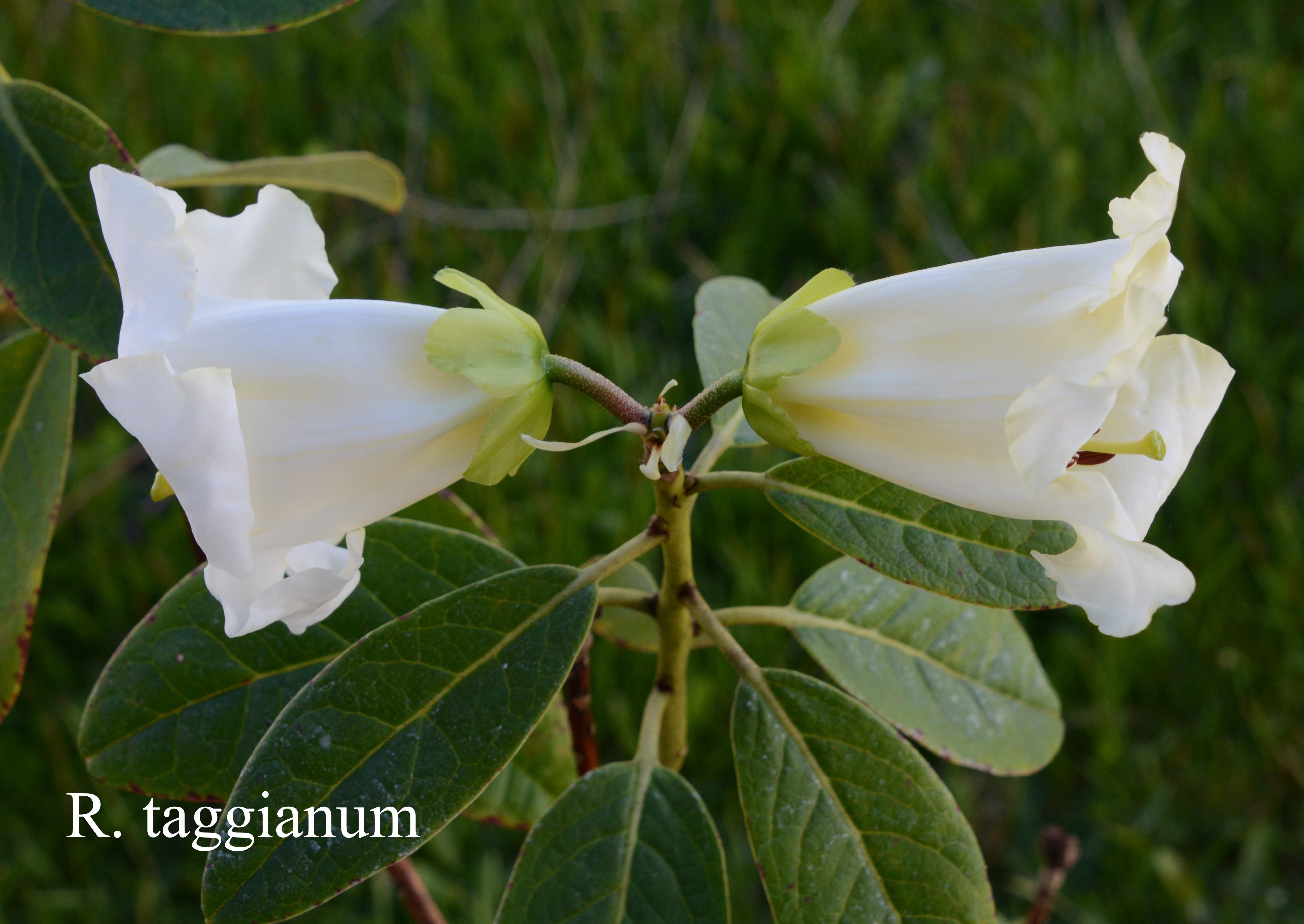 Rhododendron taggianum photo