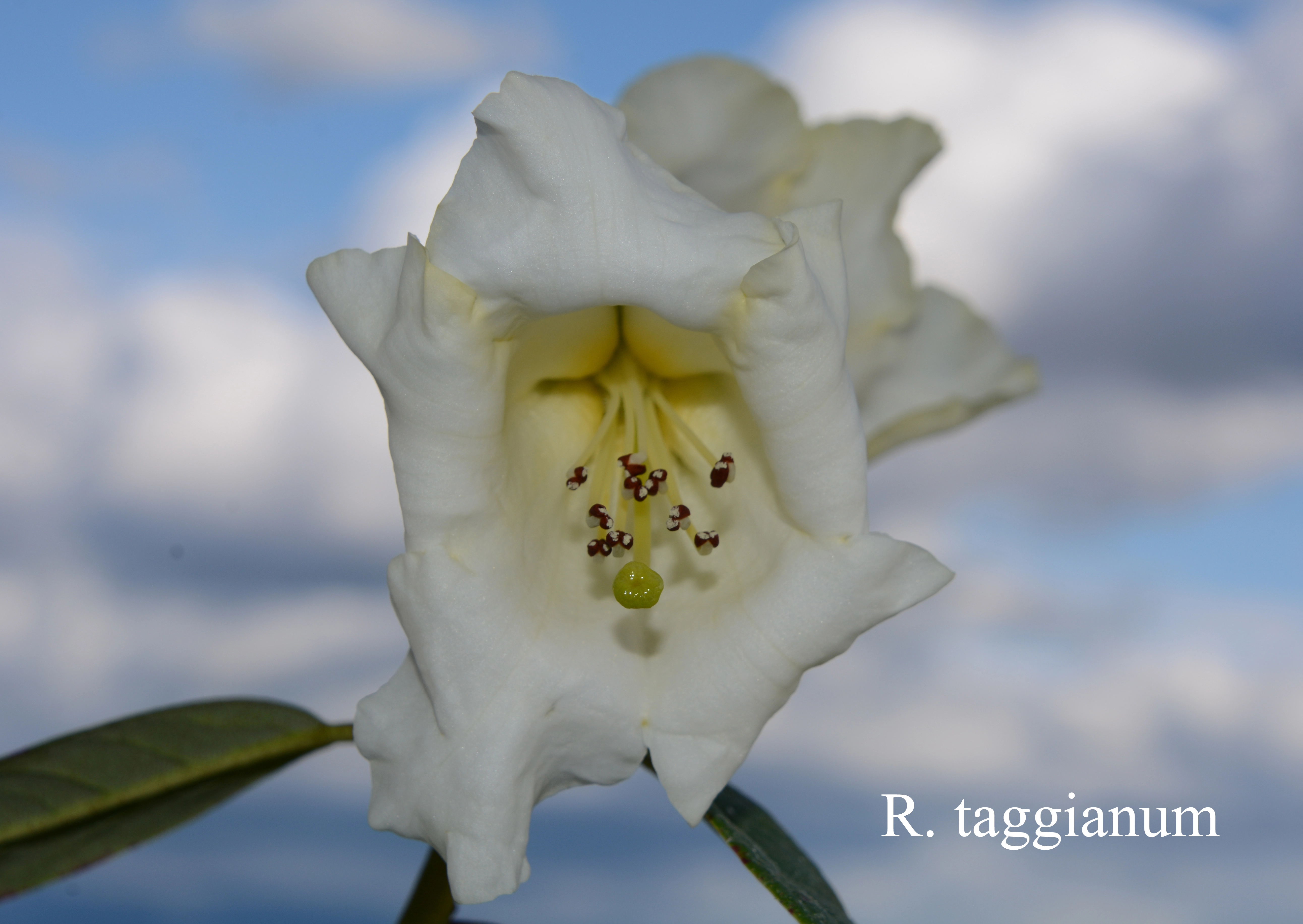 Rhododendron taggianum photo