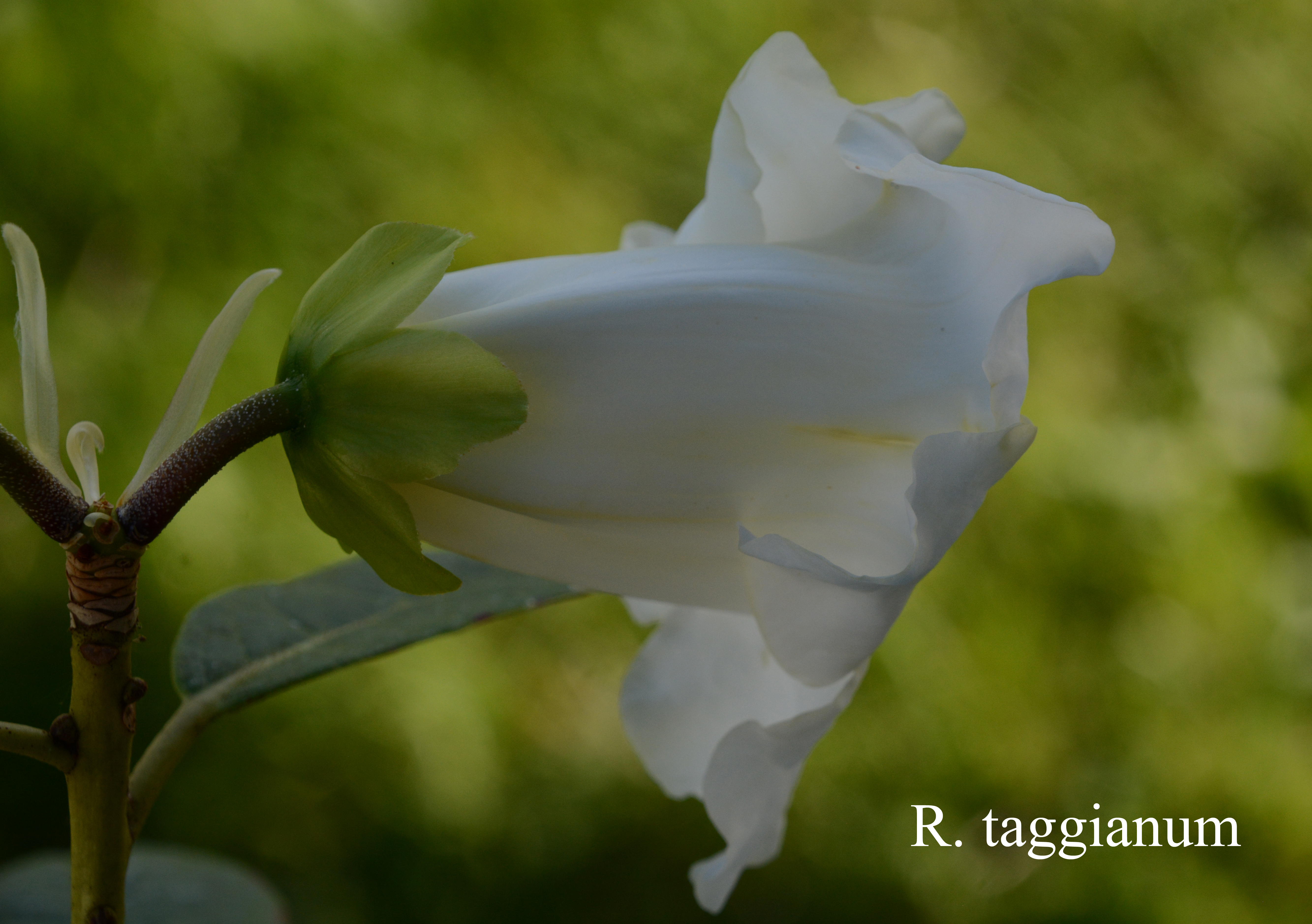 Rhododendron taggianum photo