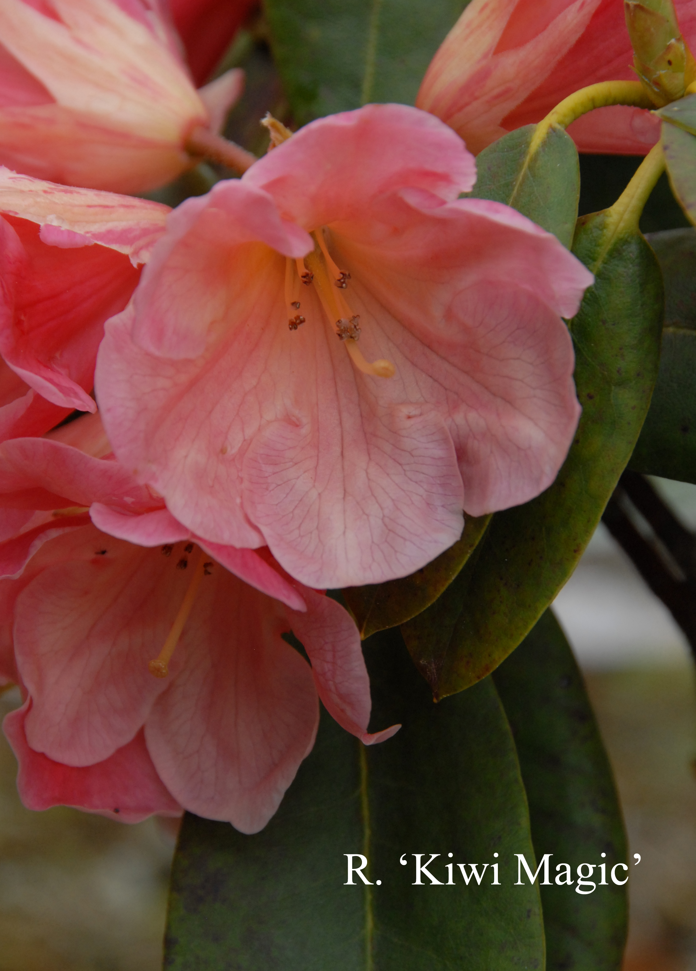 Rhododendron Kiwi Majic photo