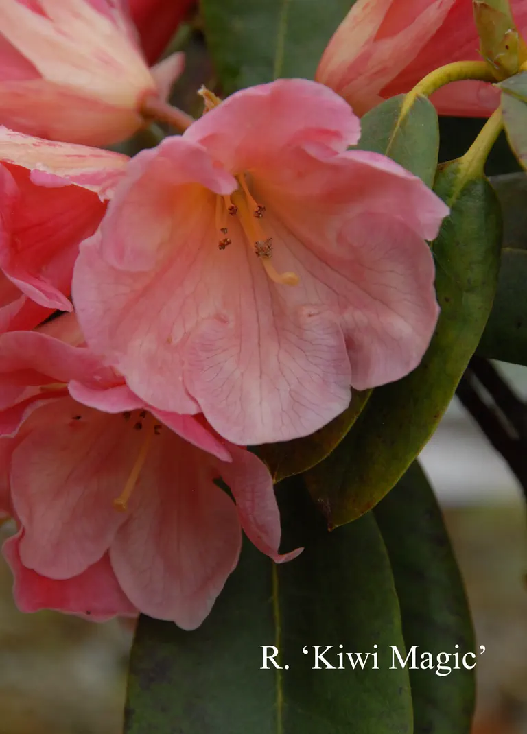 Photo of R. 'Kiwi Majic', Rhododendron Hybrid
